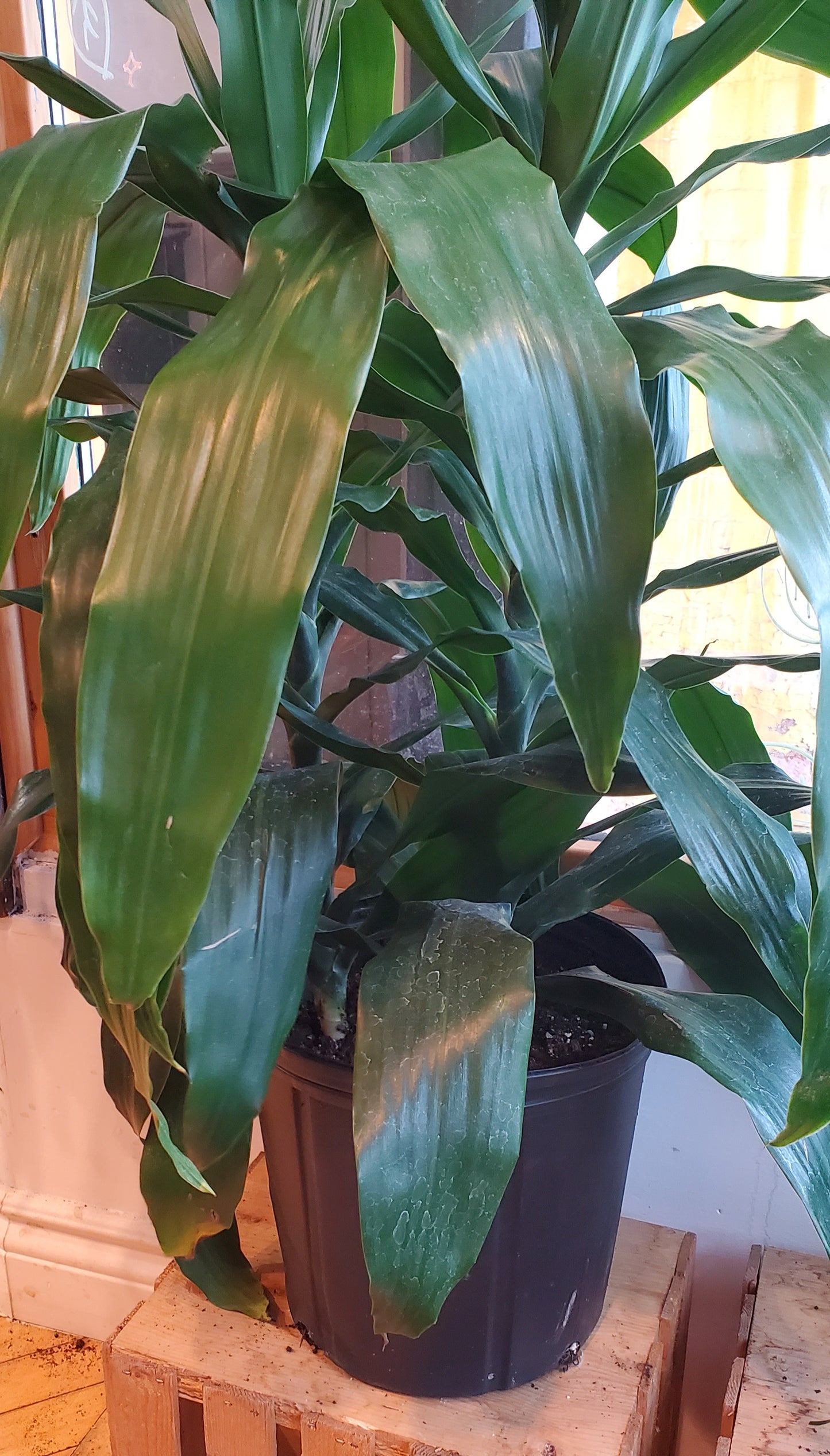 8" Dracaena Compacta | Janet Craig