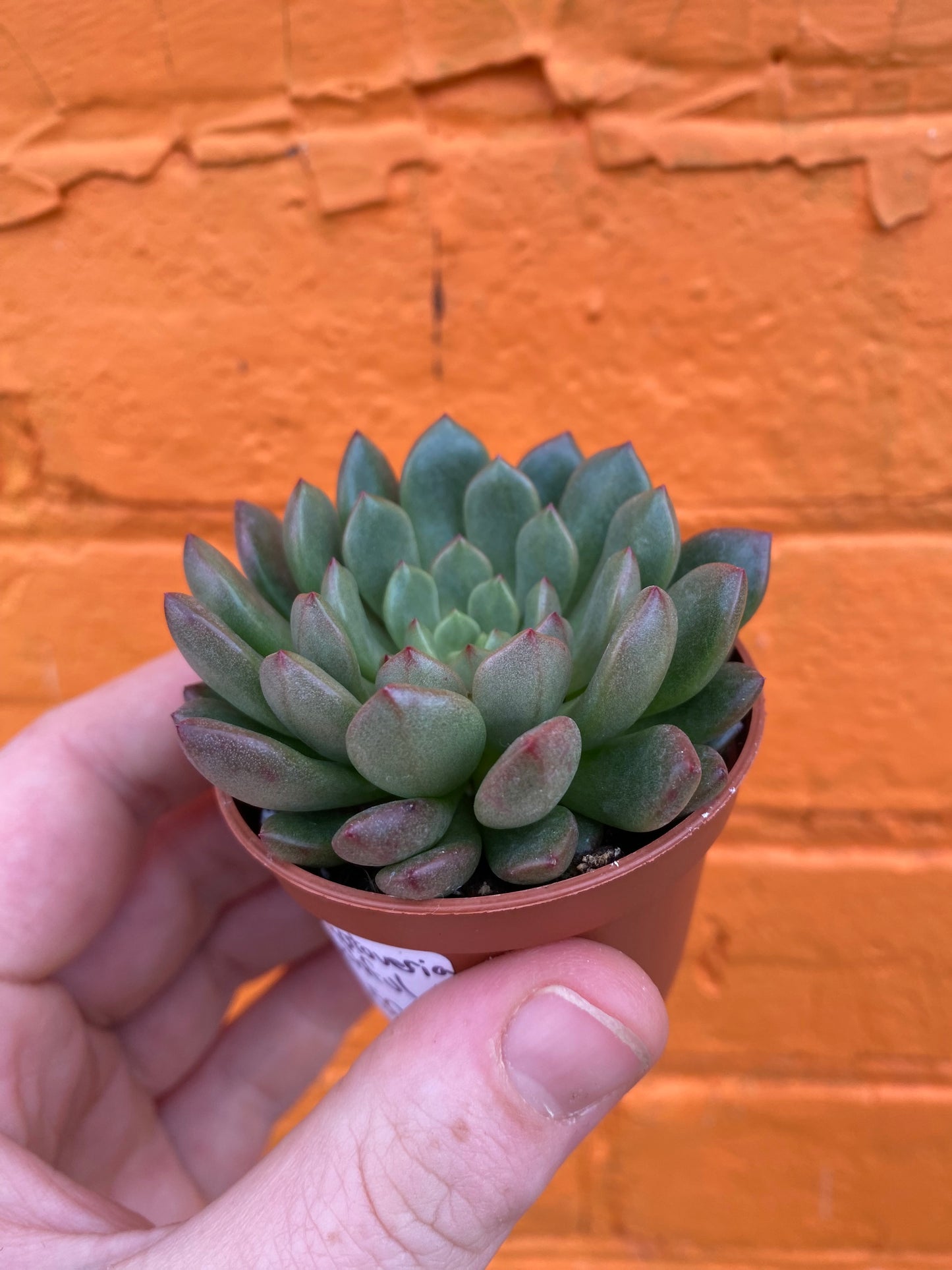 3.5" Graptoveria Bashful