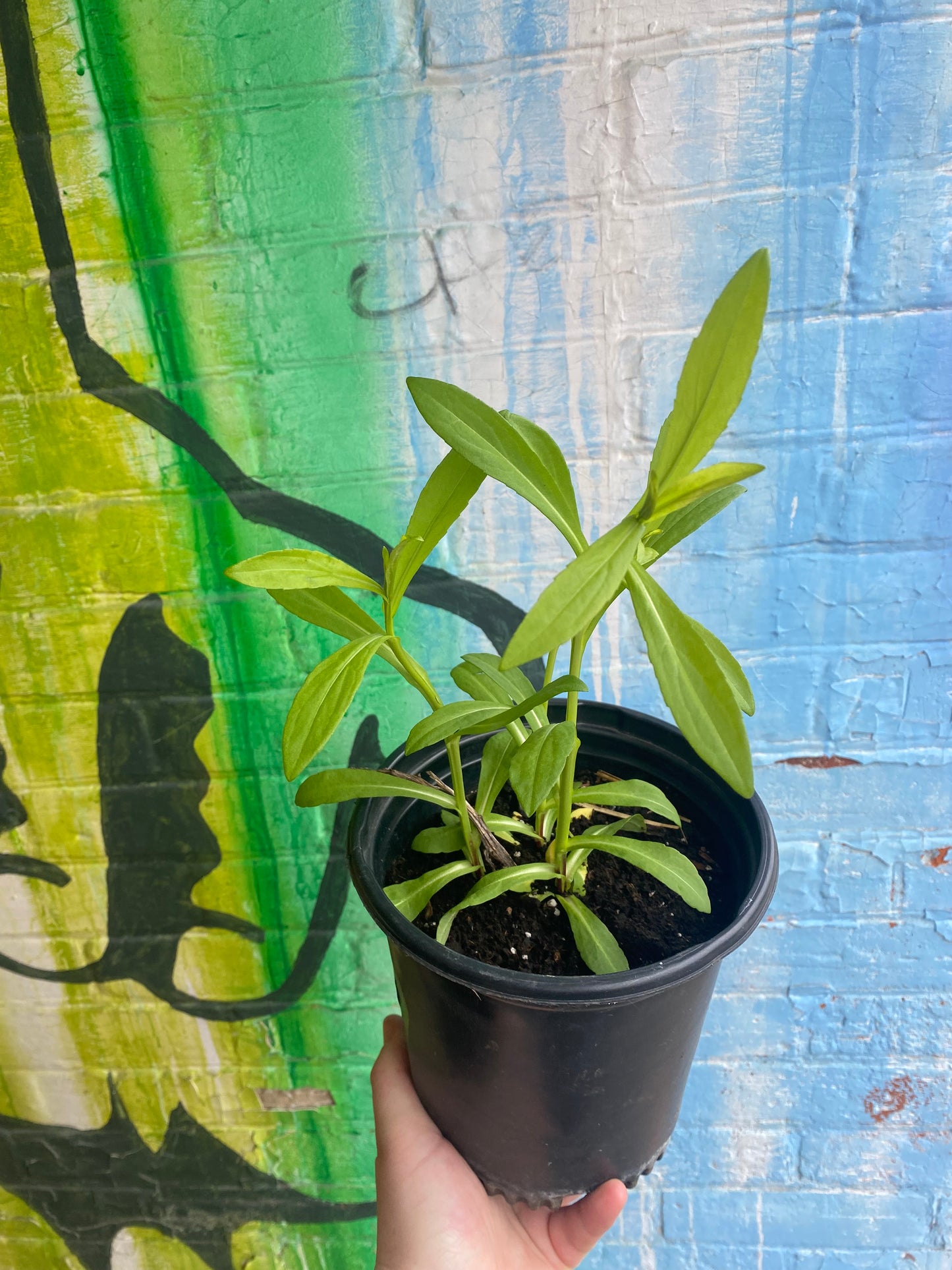 6.5" Sneezeweed | Helenium autumnale