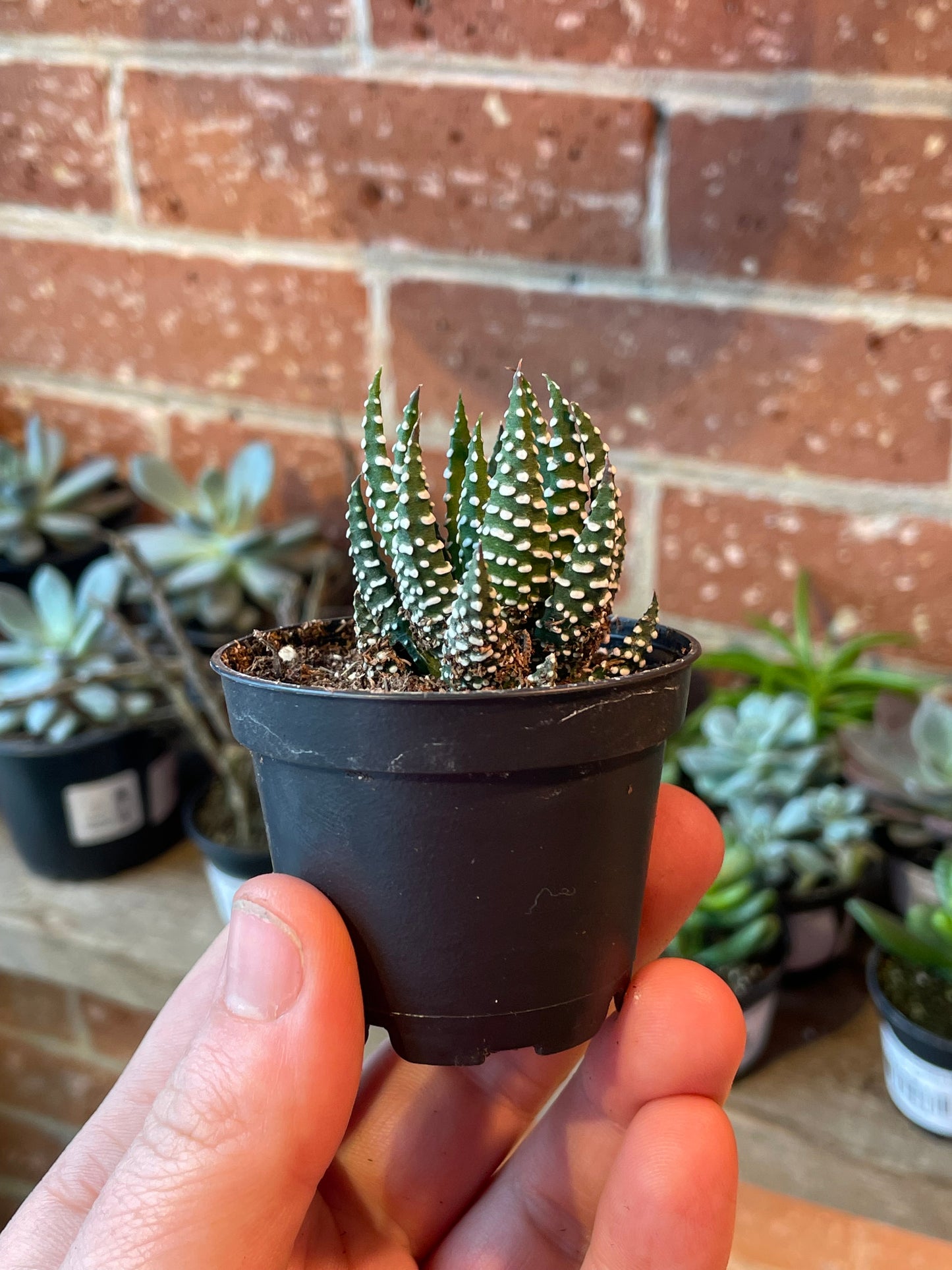 2.5" Haworthiopsis reinwardtii