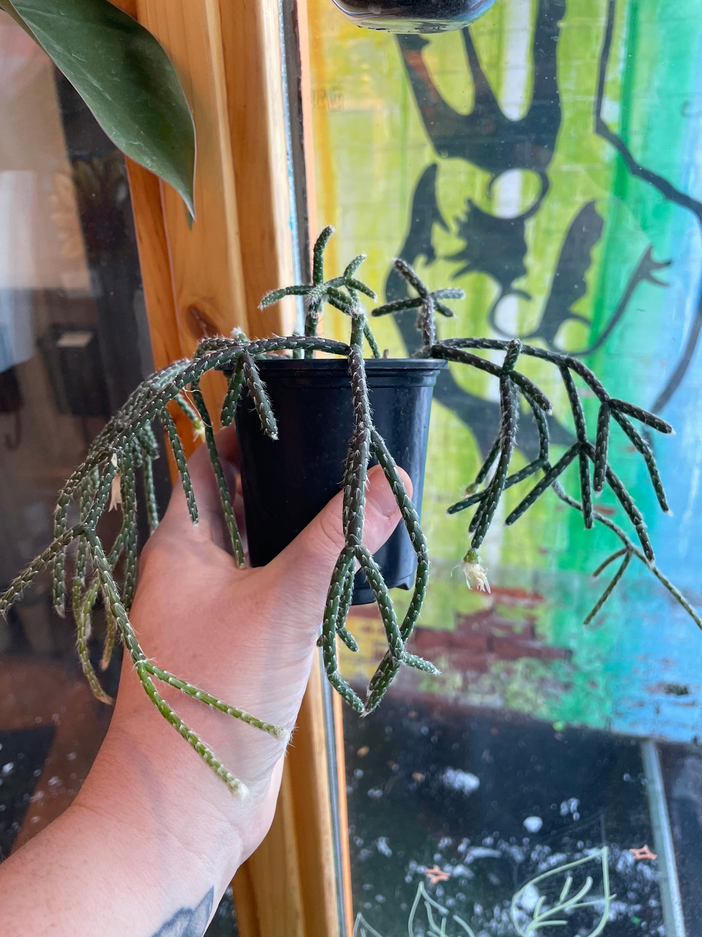 3.5” Rhipsalis Baccifera