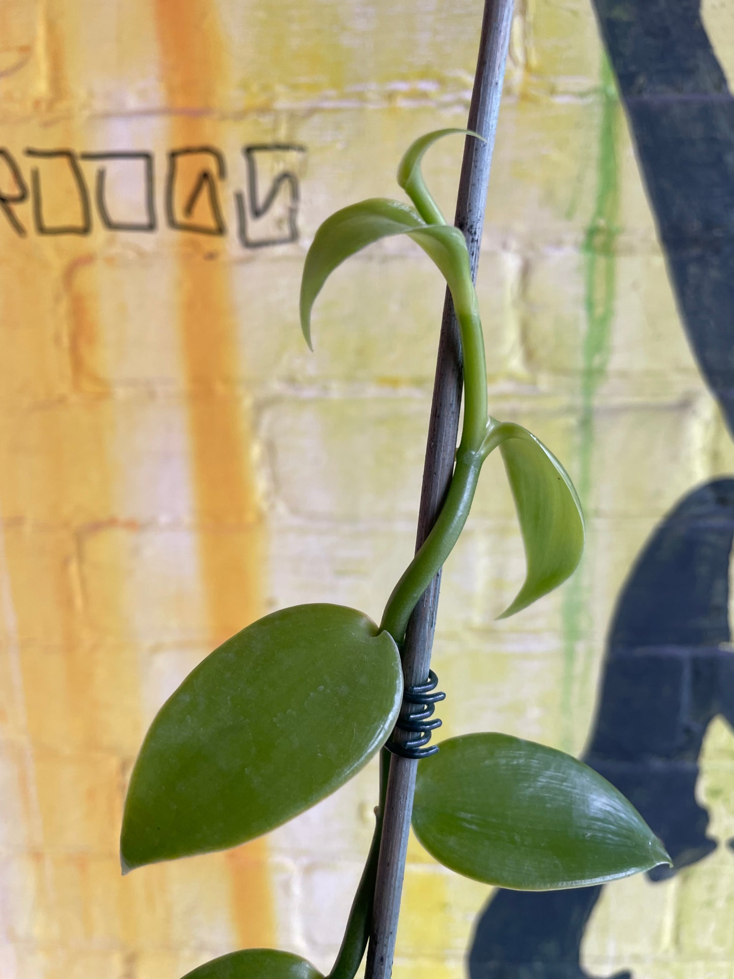 4” Vanilla Orchid