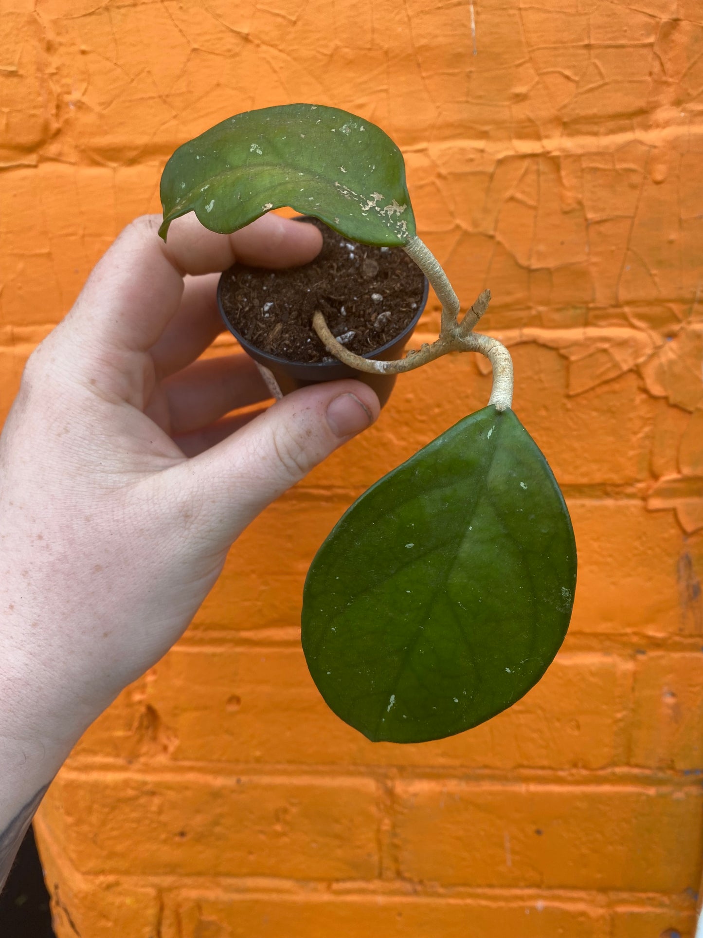 2.5" Hoya Carnosa Splash