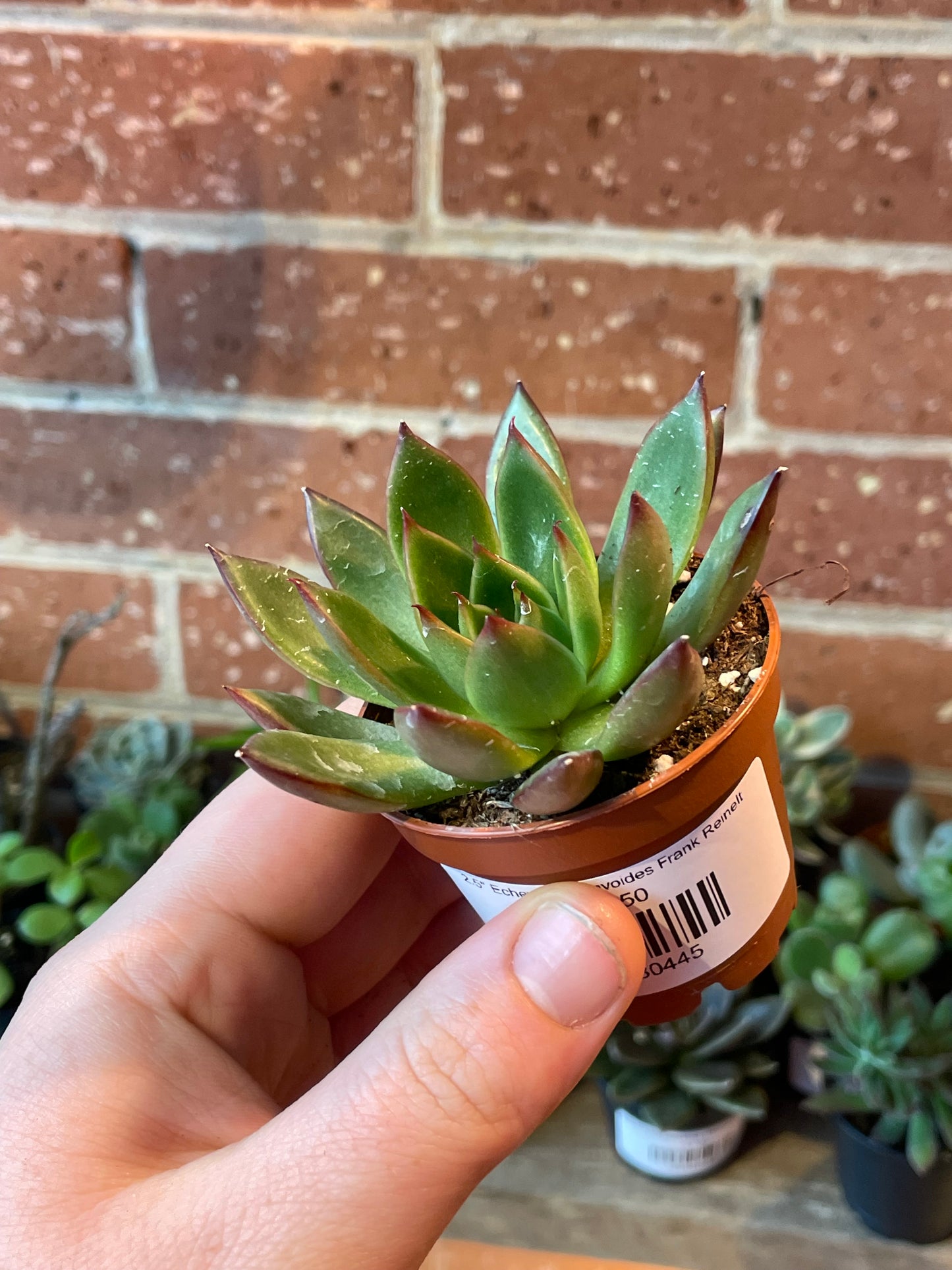2.5" Echeveria agavoides Frank Reinelt