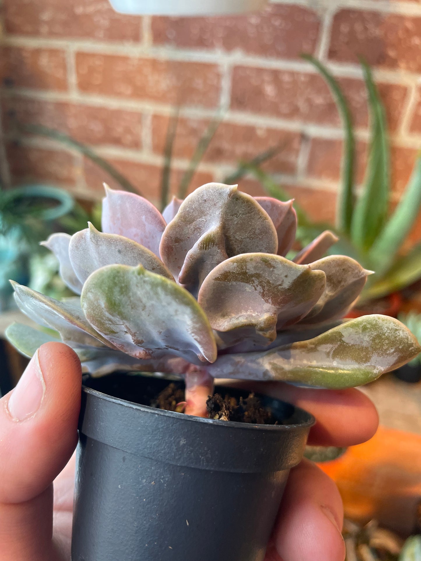 2.5" Echeveria Perle von Nürnberg
