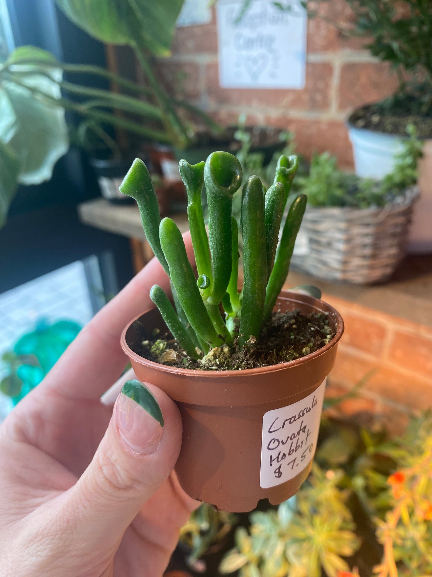 Crassula Ovata "Hobbit Jade"