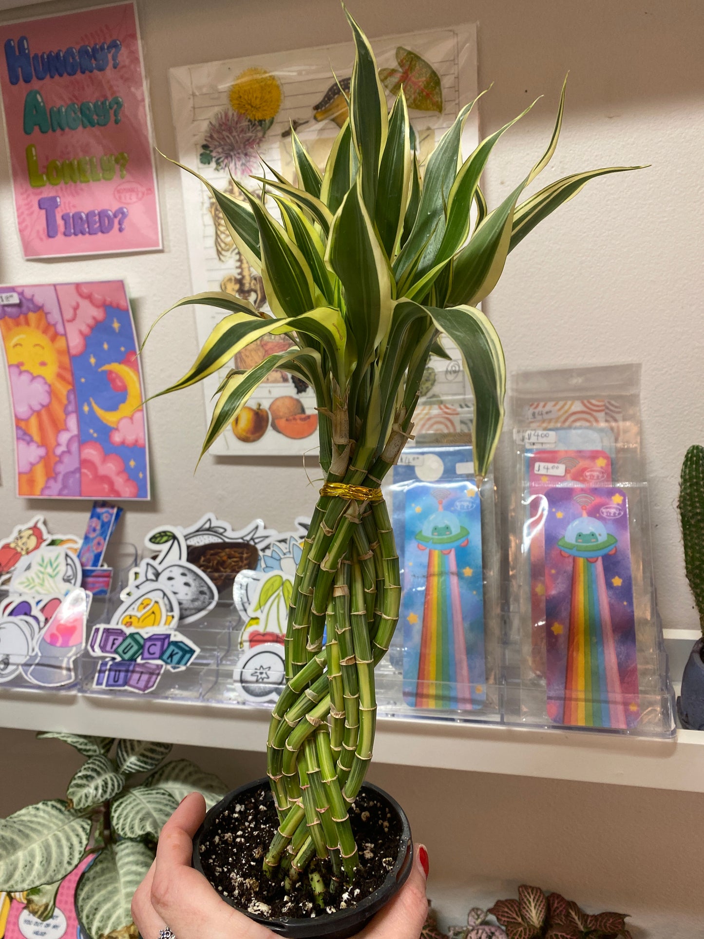 4” Variegated Dracaena Sanderiana | Lucky Bamboo