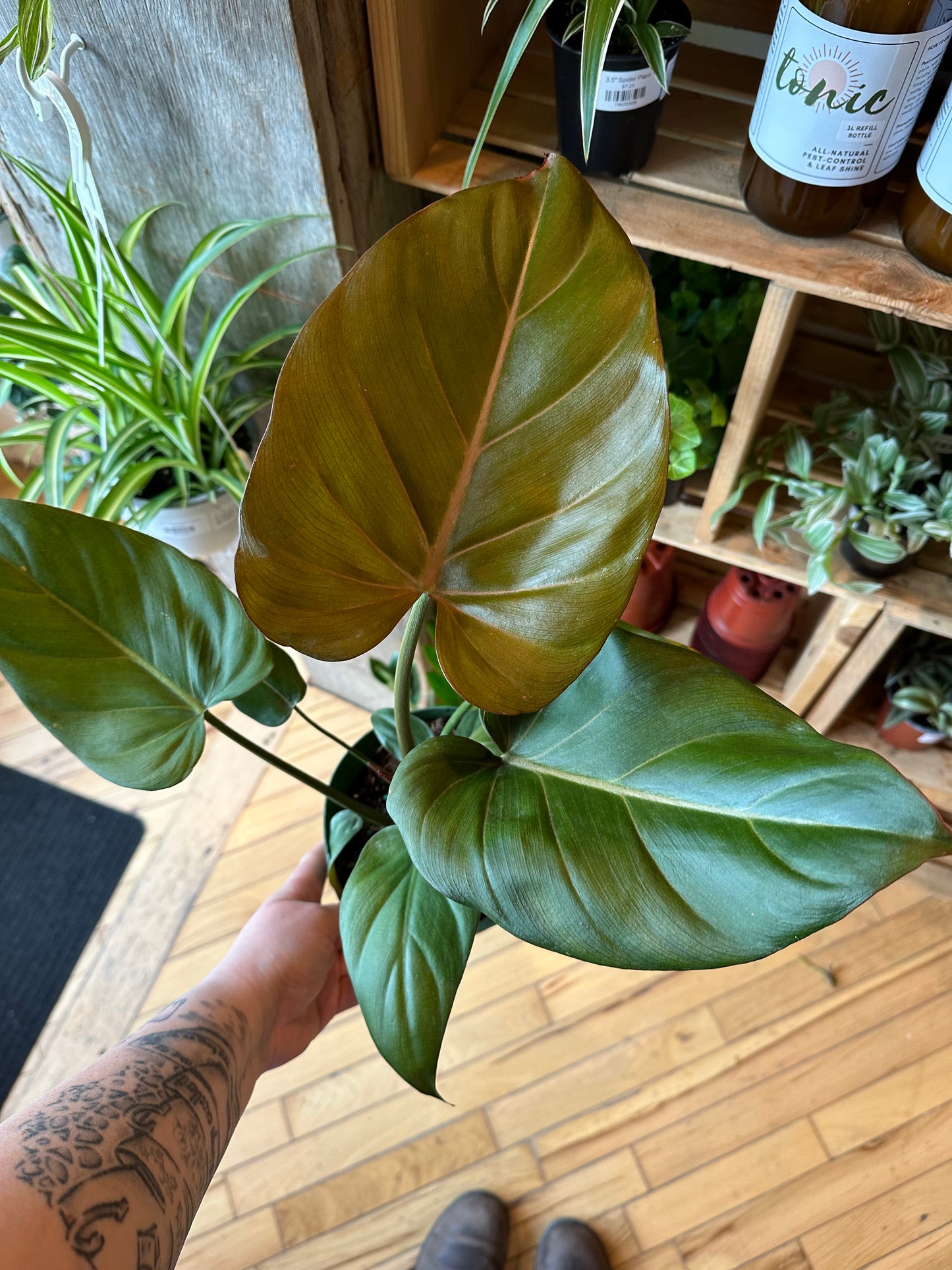 6" Philodendron Summer Glory