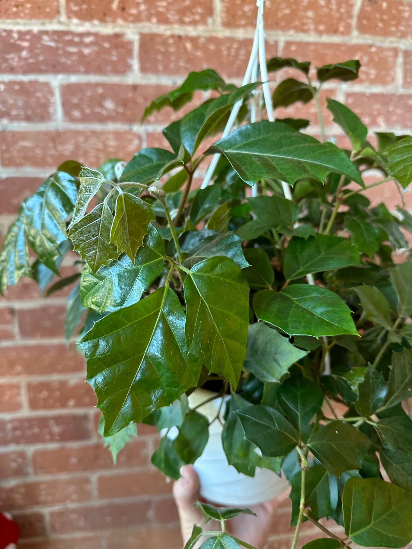 8" Grape Ivy Hanging Basket