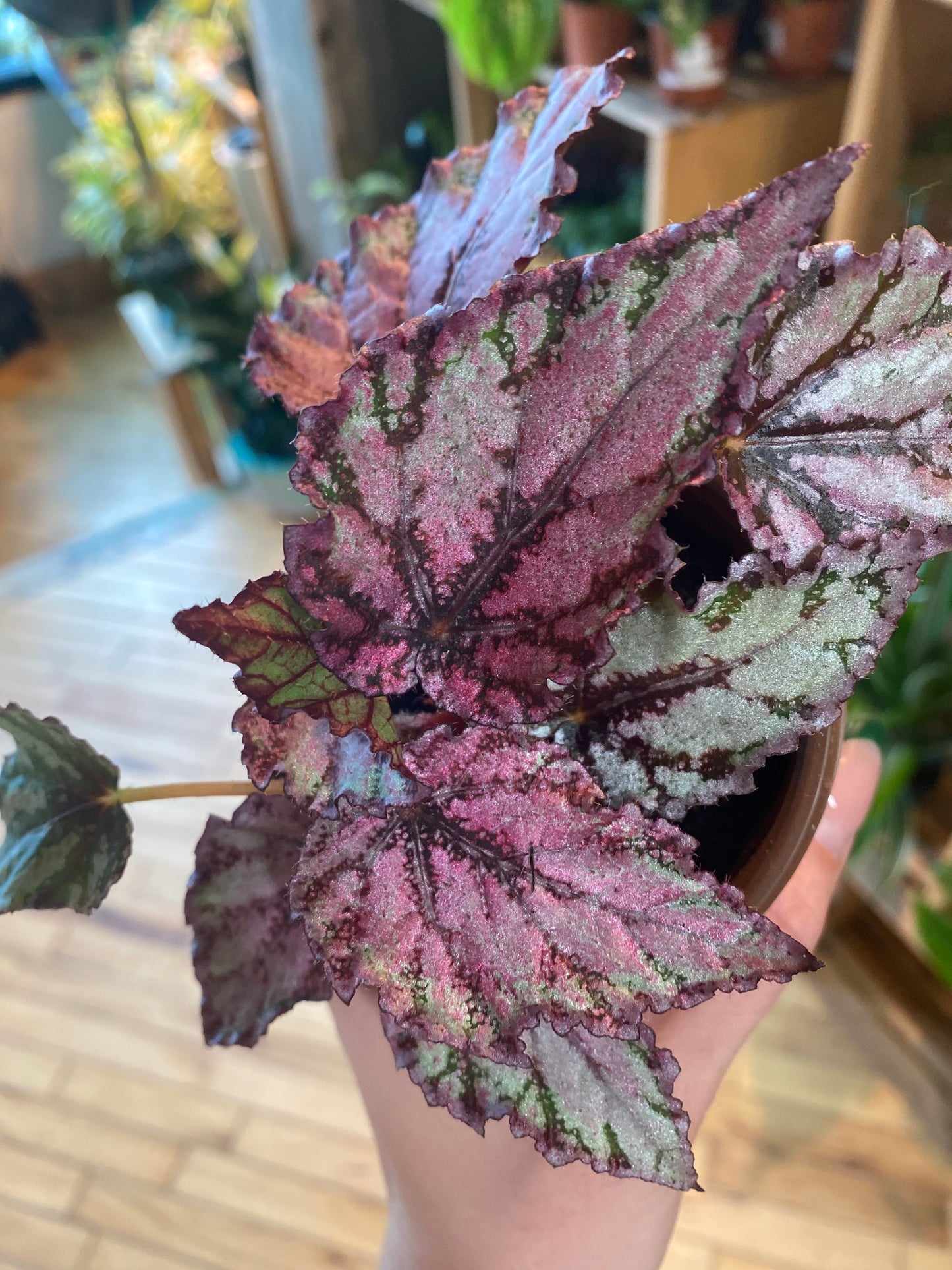 3.5" Begonia Rex Spirit of Sumatra