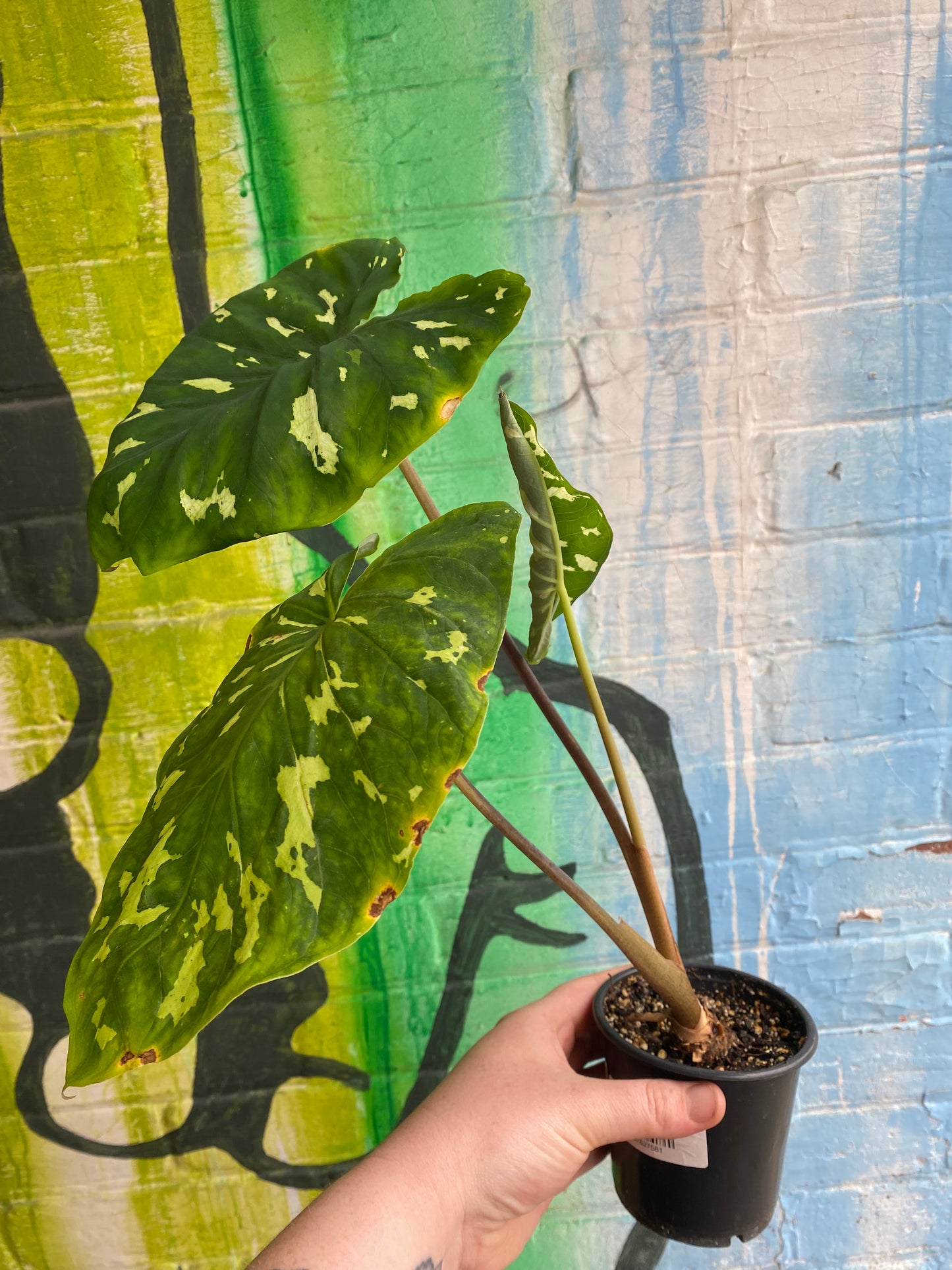 4" Alocasia Hilo Beauty