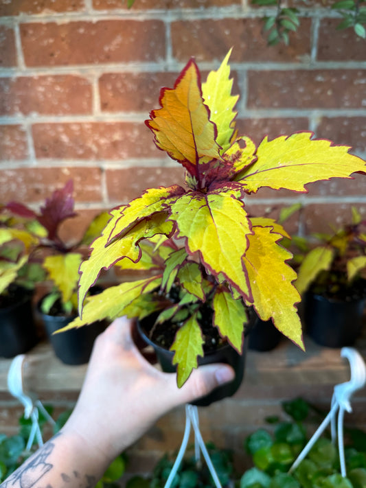 4" Coleus Flamethrower Spiced Curry