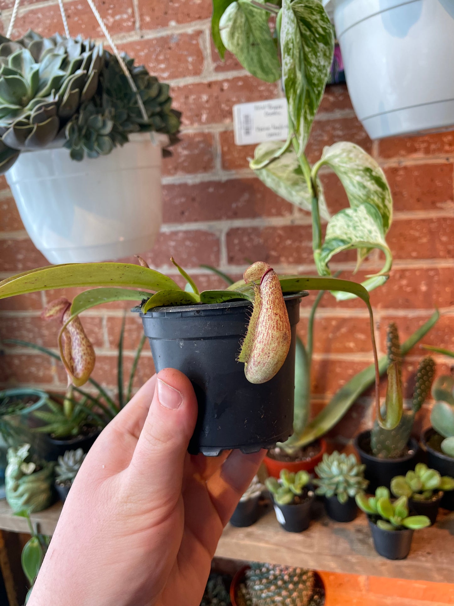 3.5" Nepenthes mirabilis | Pitcher Plant
