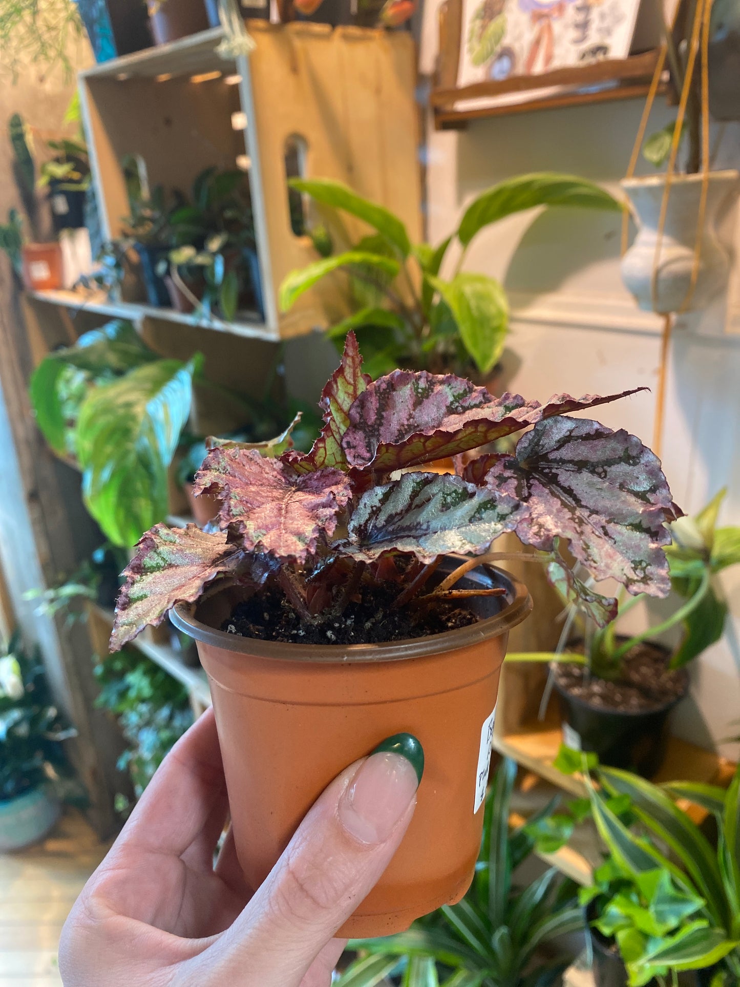 3.5" Begonia Rex Spirit of Sumatra
