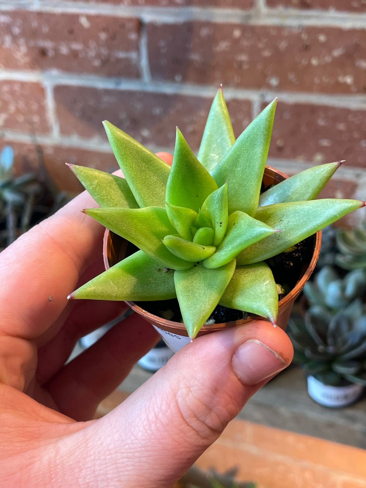 2.5" Echeveria agavoides