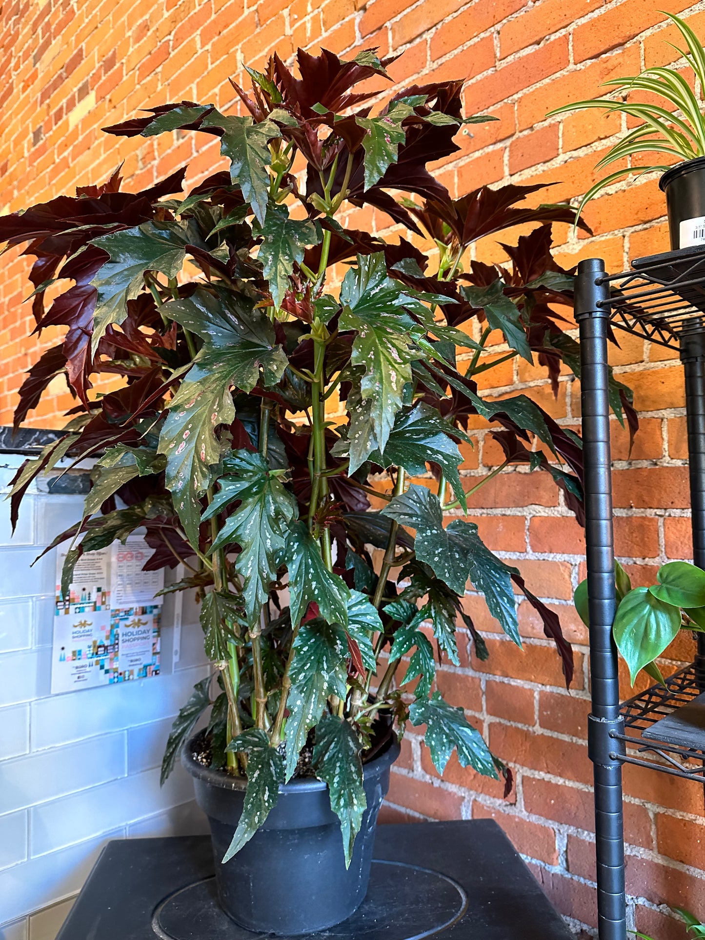 10" Begonia Angel Wing
