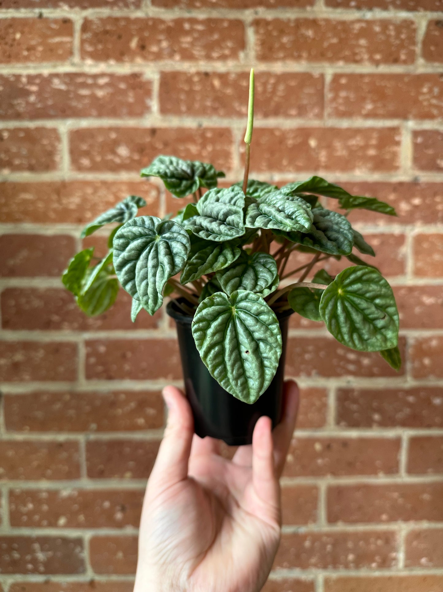 3.5" Peperomia Ripple Green