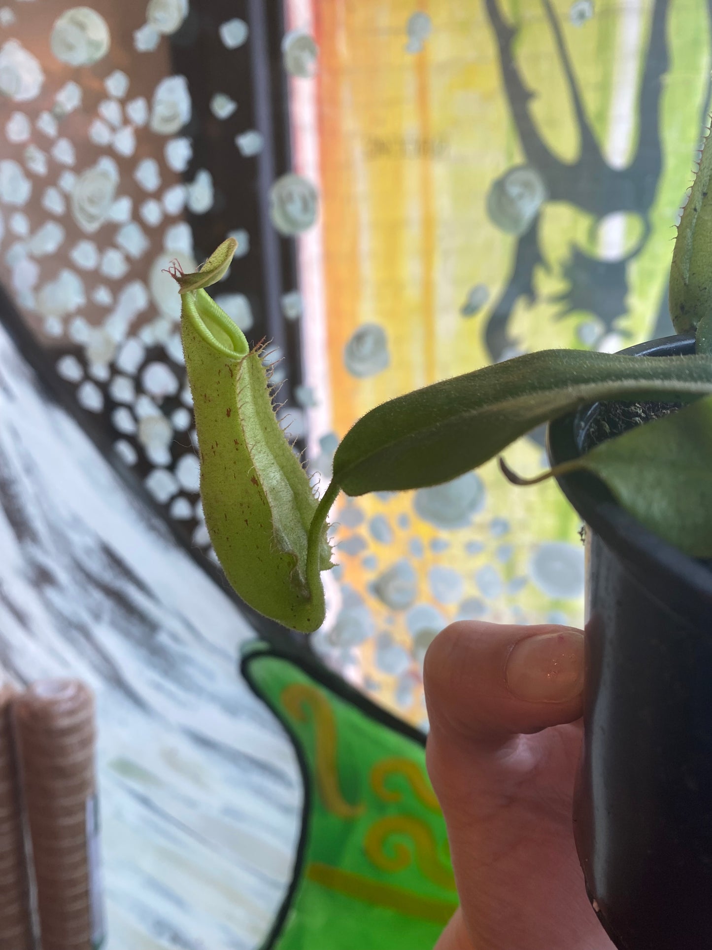 3.5" Nepenthes Dyeriana| Pitcher Plant