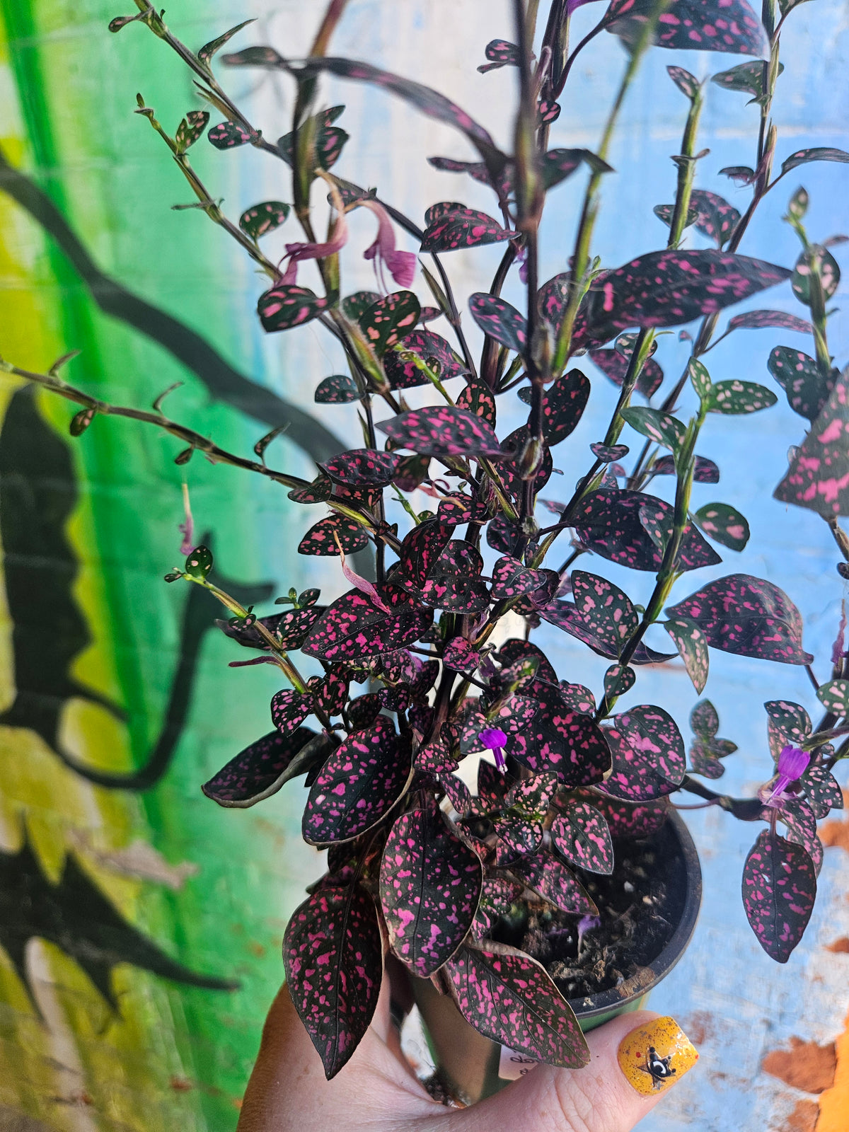 3.5" Polka Dot Plant | Pink