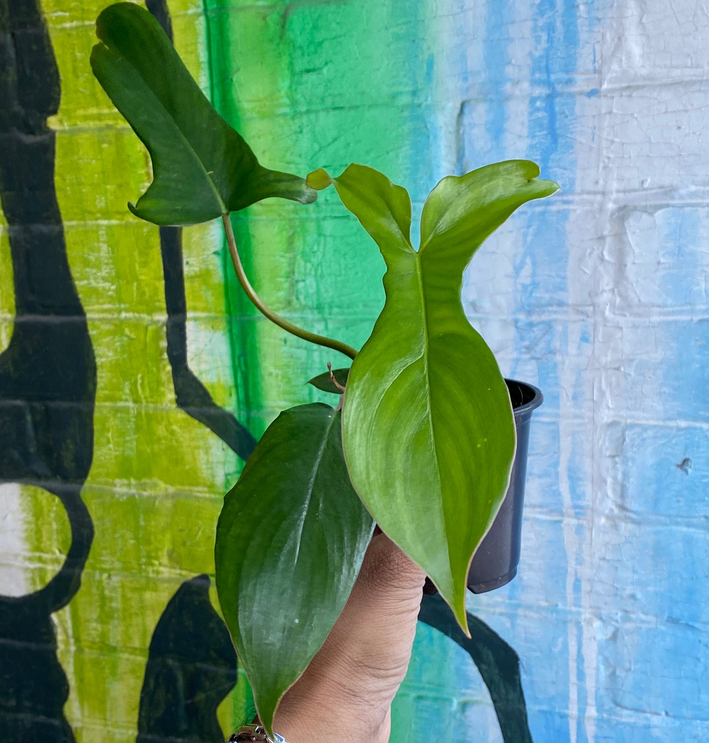 4" Philodendron Glad Hands