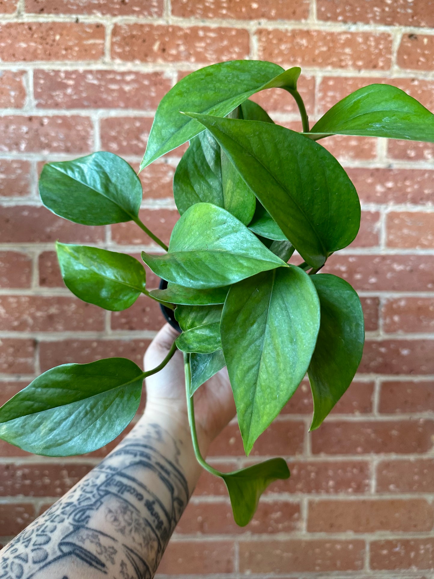 3.5" Pothos Green Jade