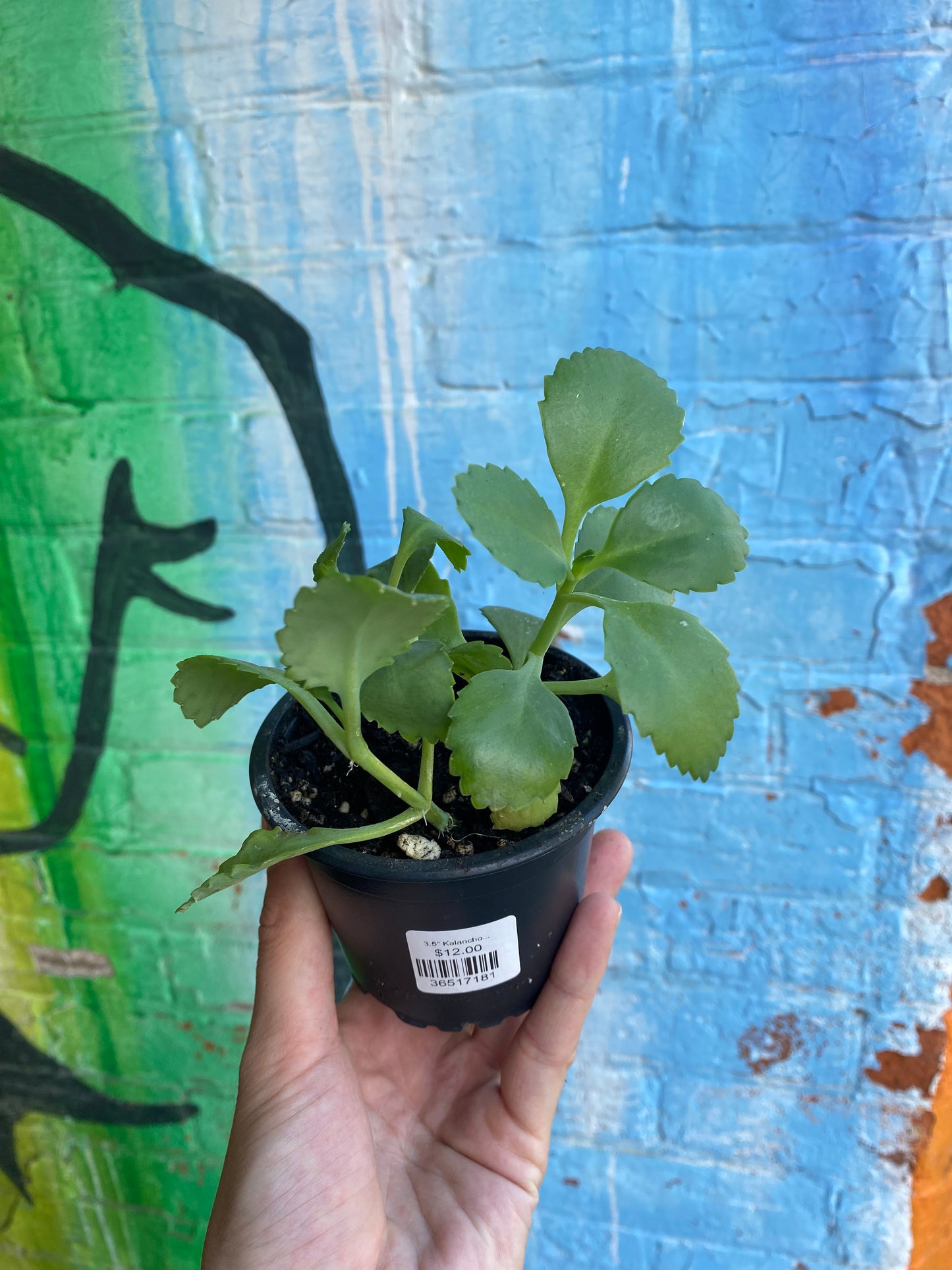 3.5" Kalanchoe Daigremontiana