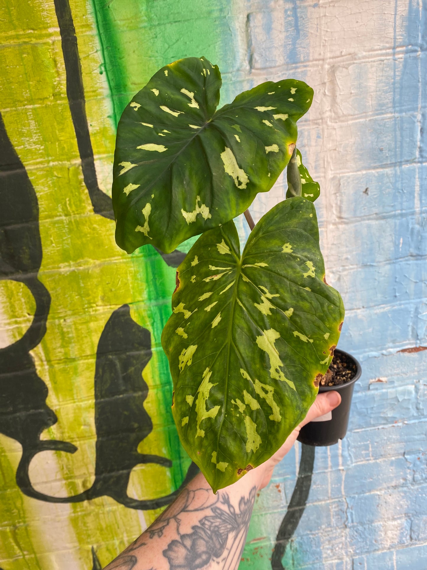 4" Alocasia Hilo Beauty