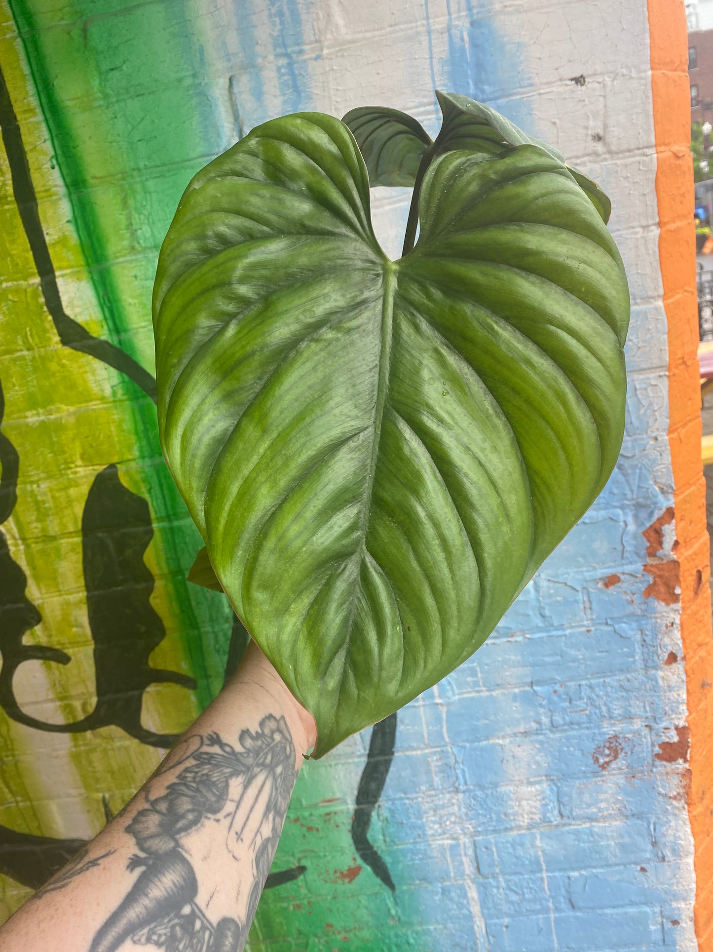 6” Philodendron Columbia