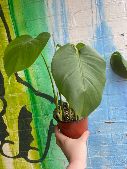 6” Monstera Deliciosa