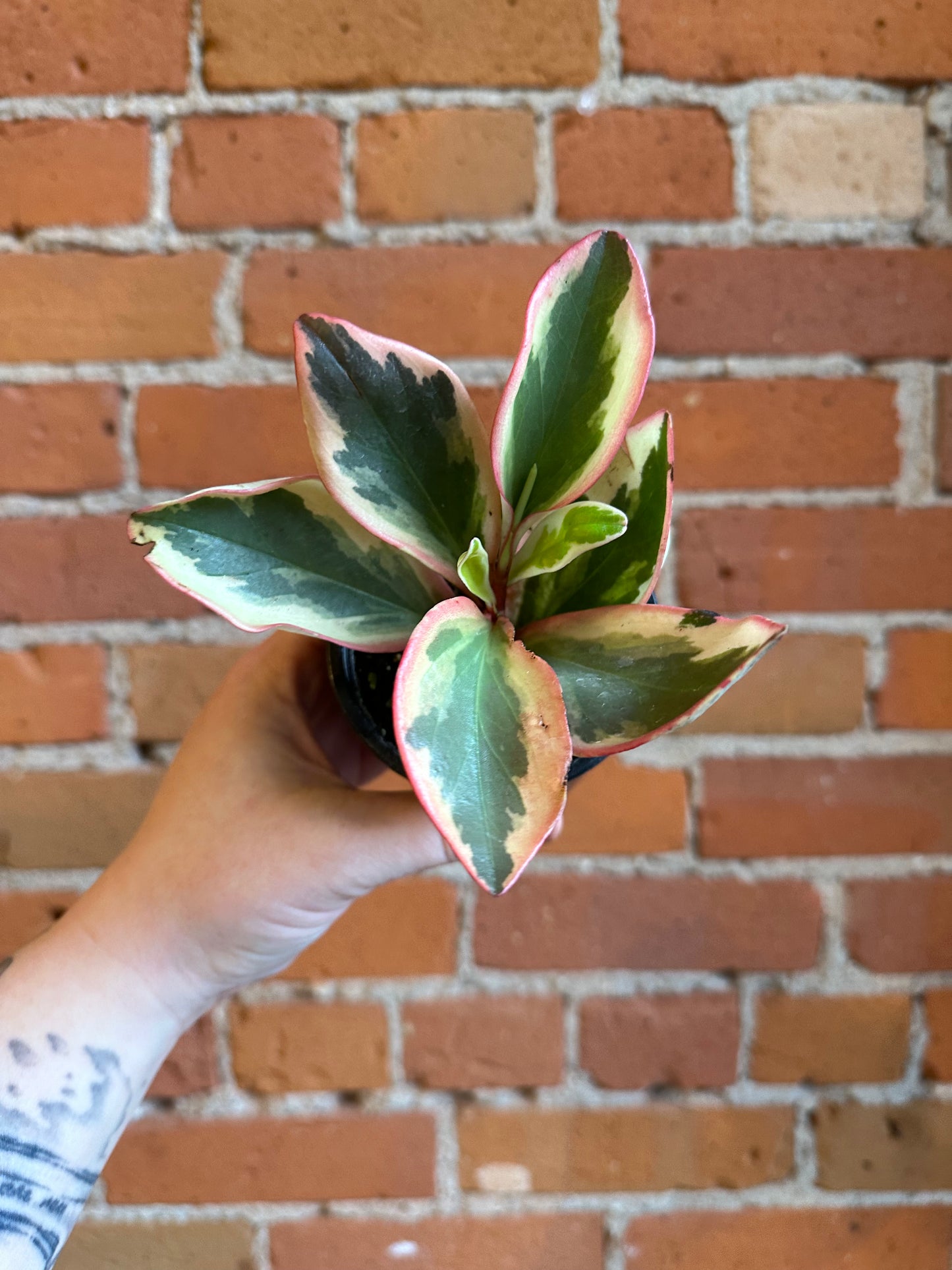 3.5" Peperomia Ginny