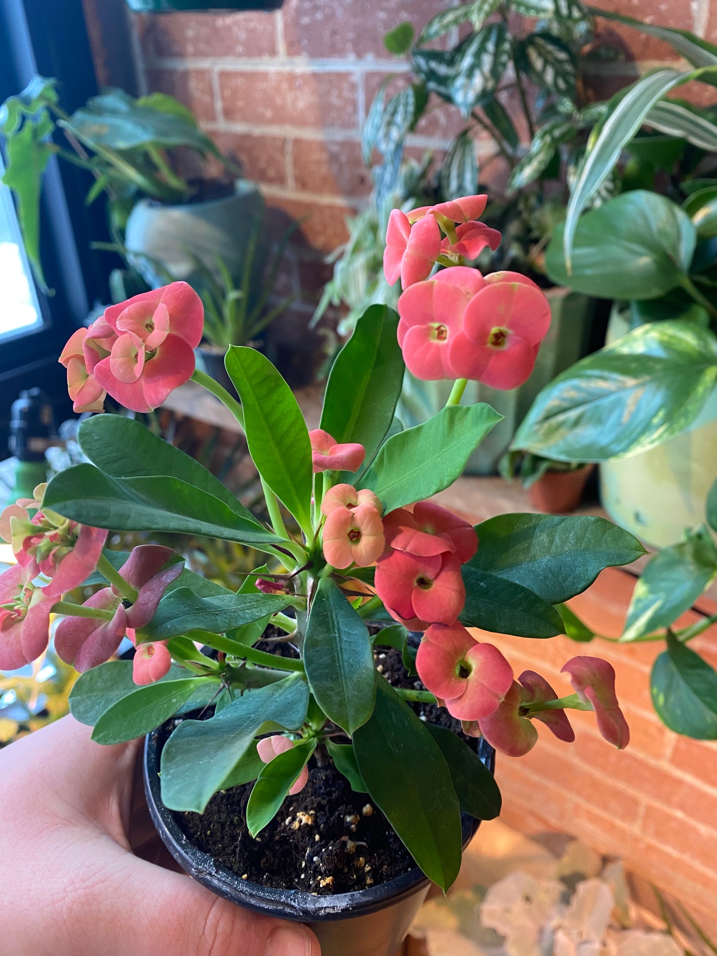 4” Euphorbia x Lomi| Crown of Thorns