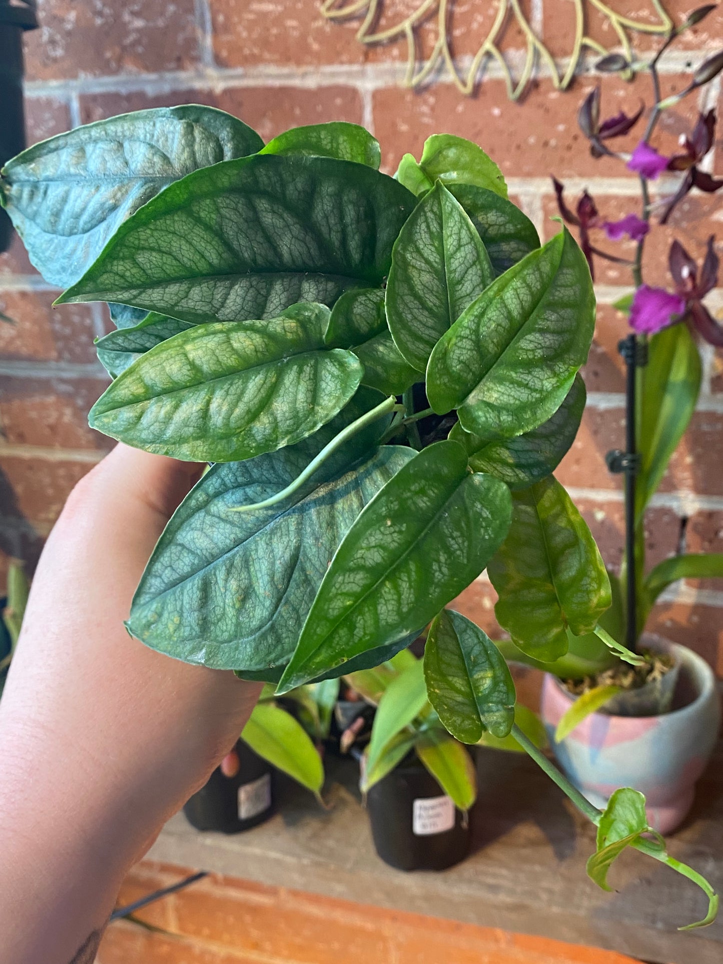 3.5" Monstera Siltepecana