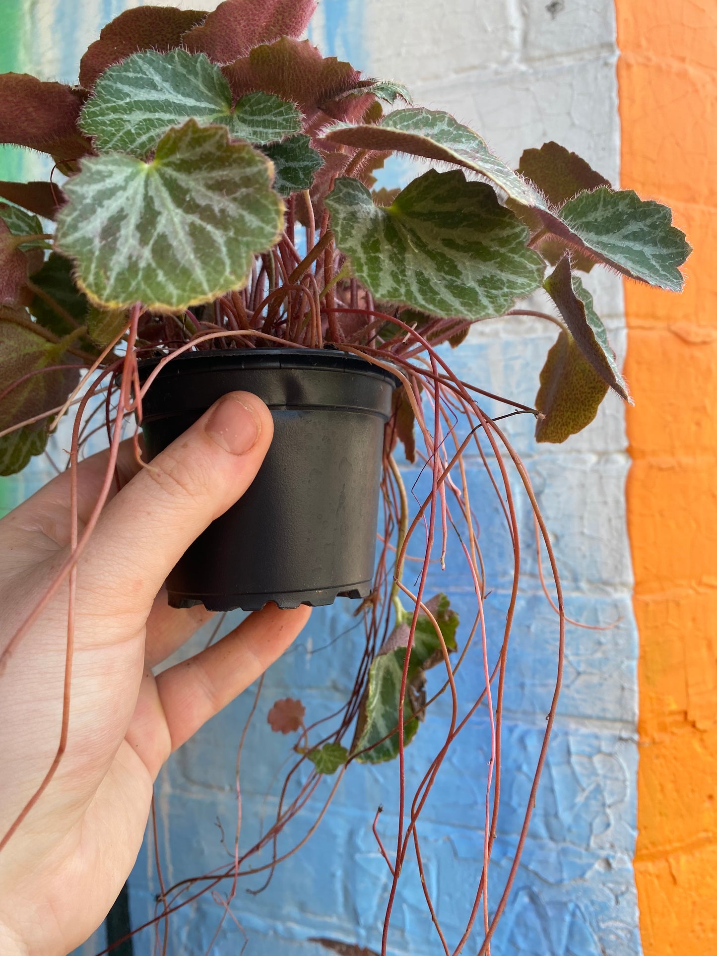 3.5" Strawberry Begonia | Saxifraga Stolonifera