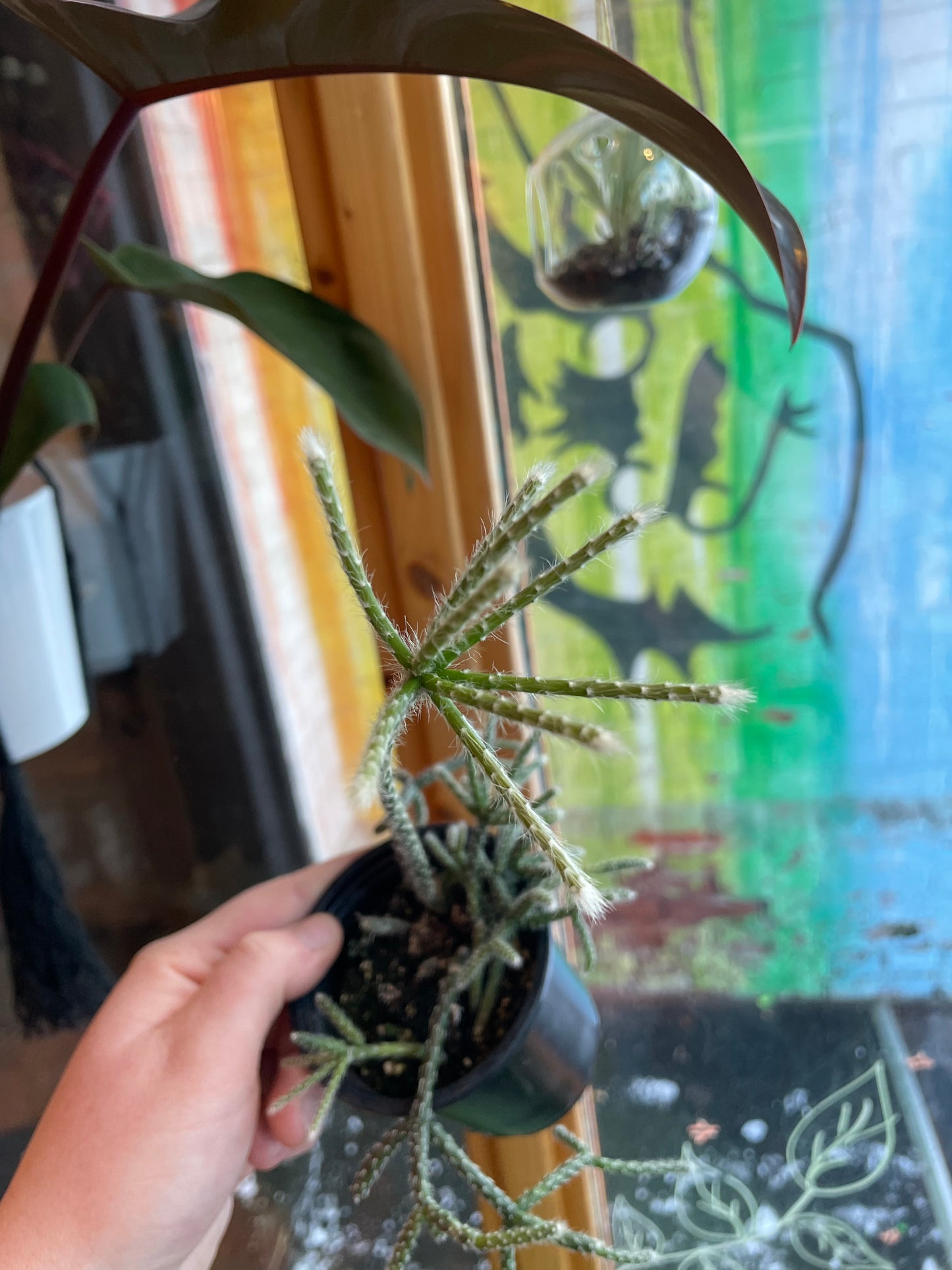 3.5” Rhipsalis Baccifera