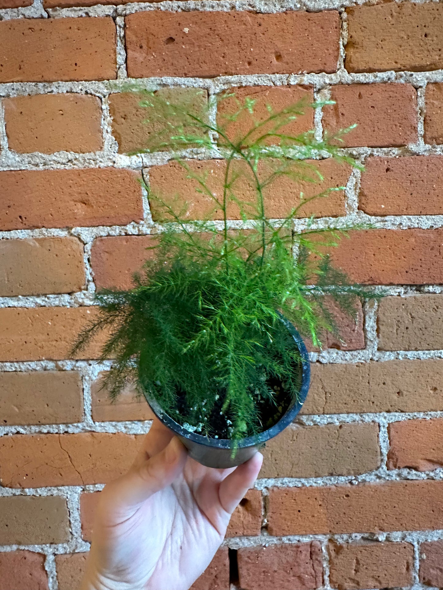 3.5" Asparagus Plumosa Fern