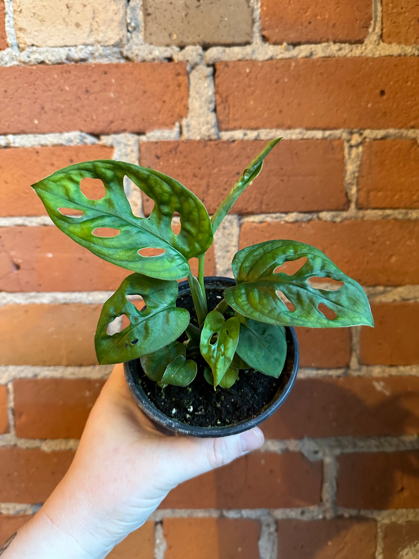 4" Monstera Adansonii Monkey Mask