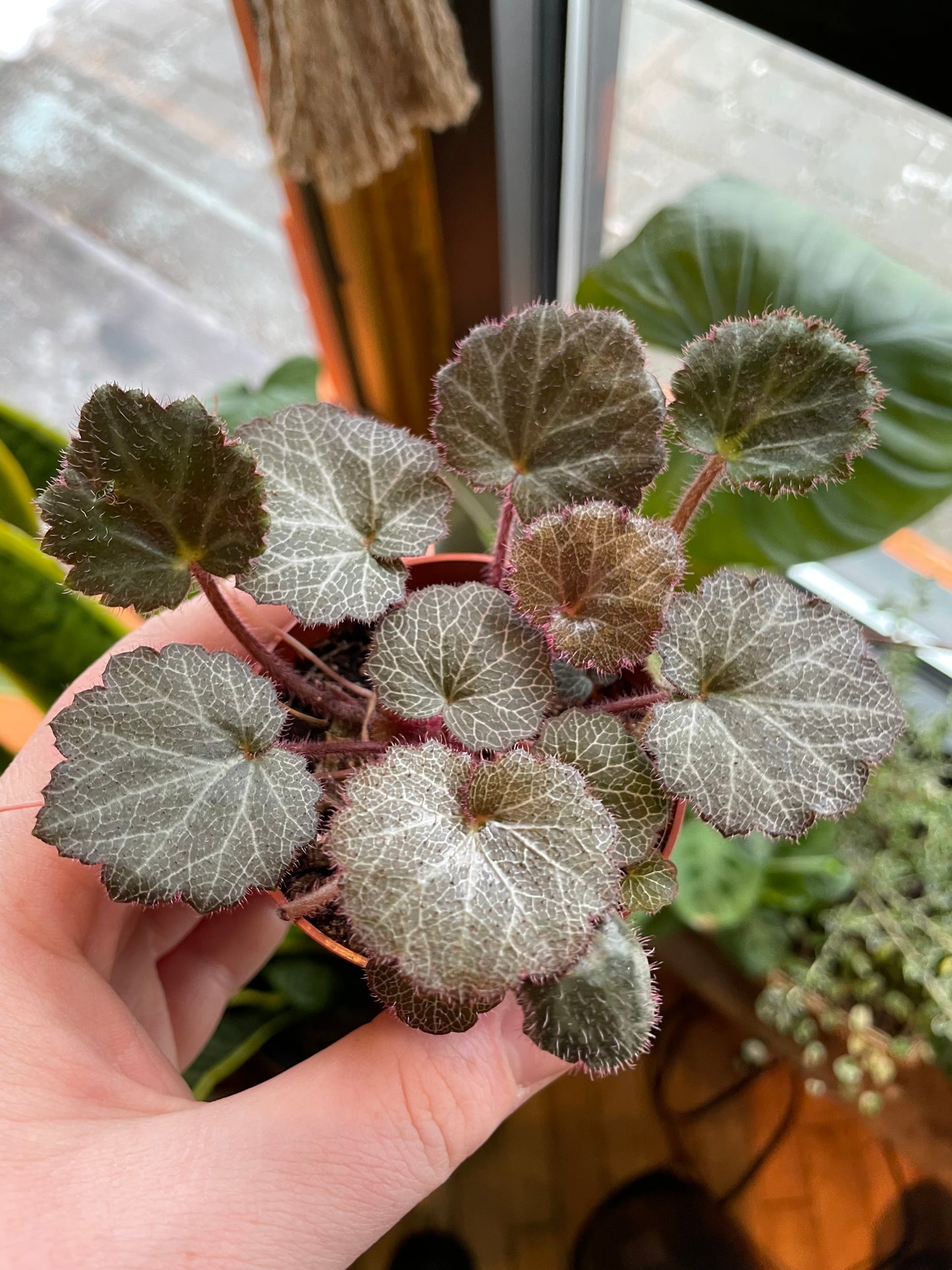 2.5" Strawberry Begonia | Saxifraga Stolonifera