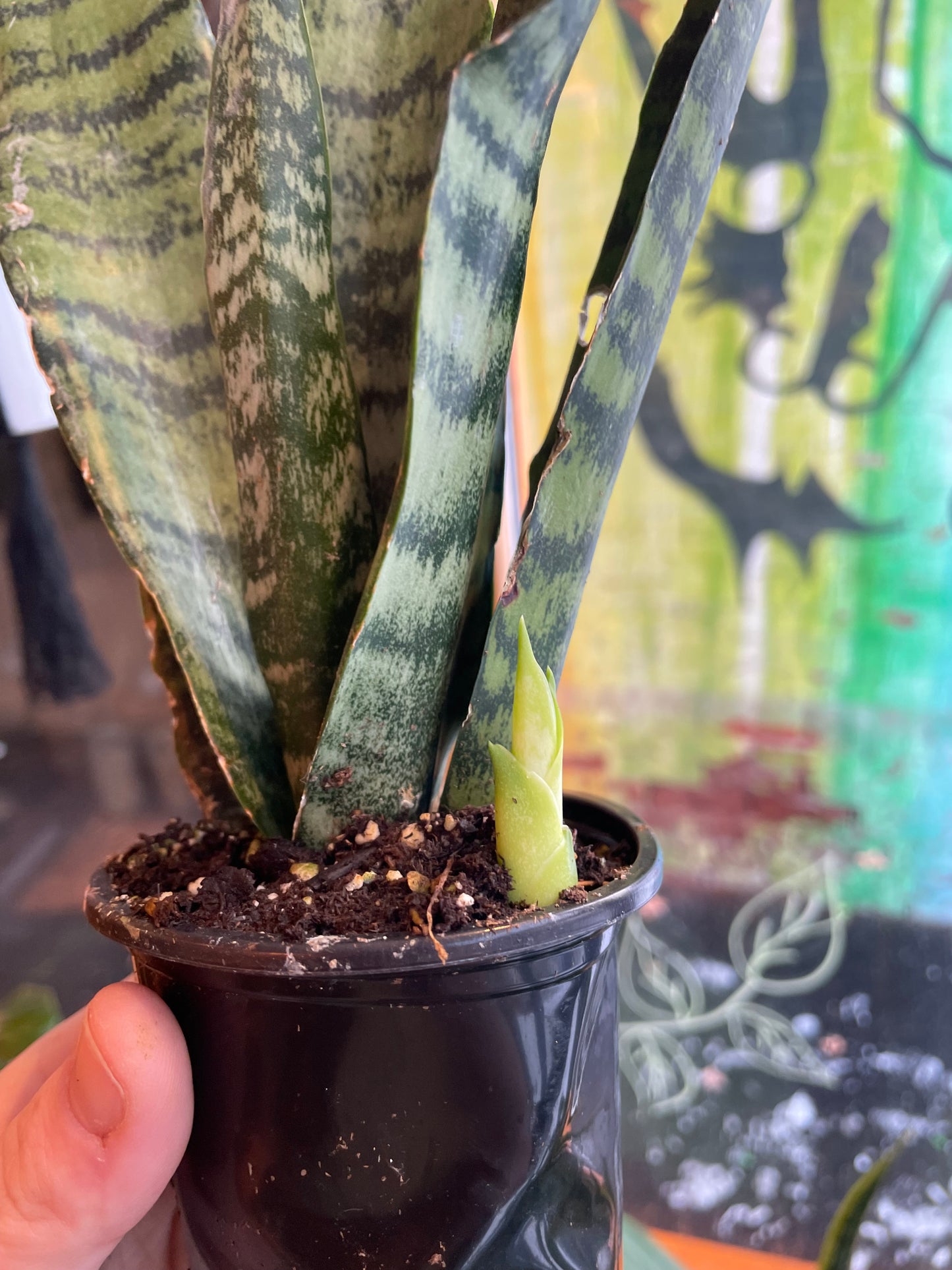 3.5" Sansevieria Zeylanica