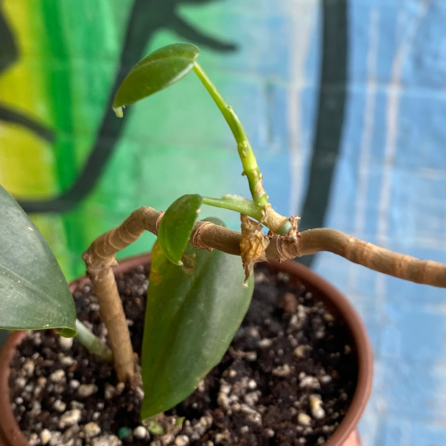 3.5" Philodendron Panduriforme (TAC)