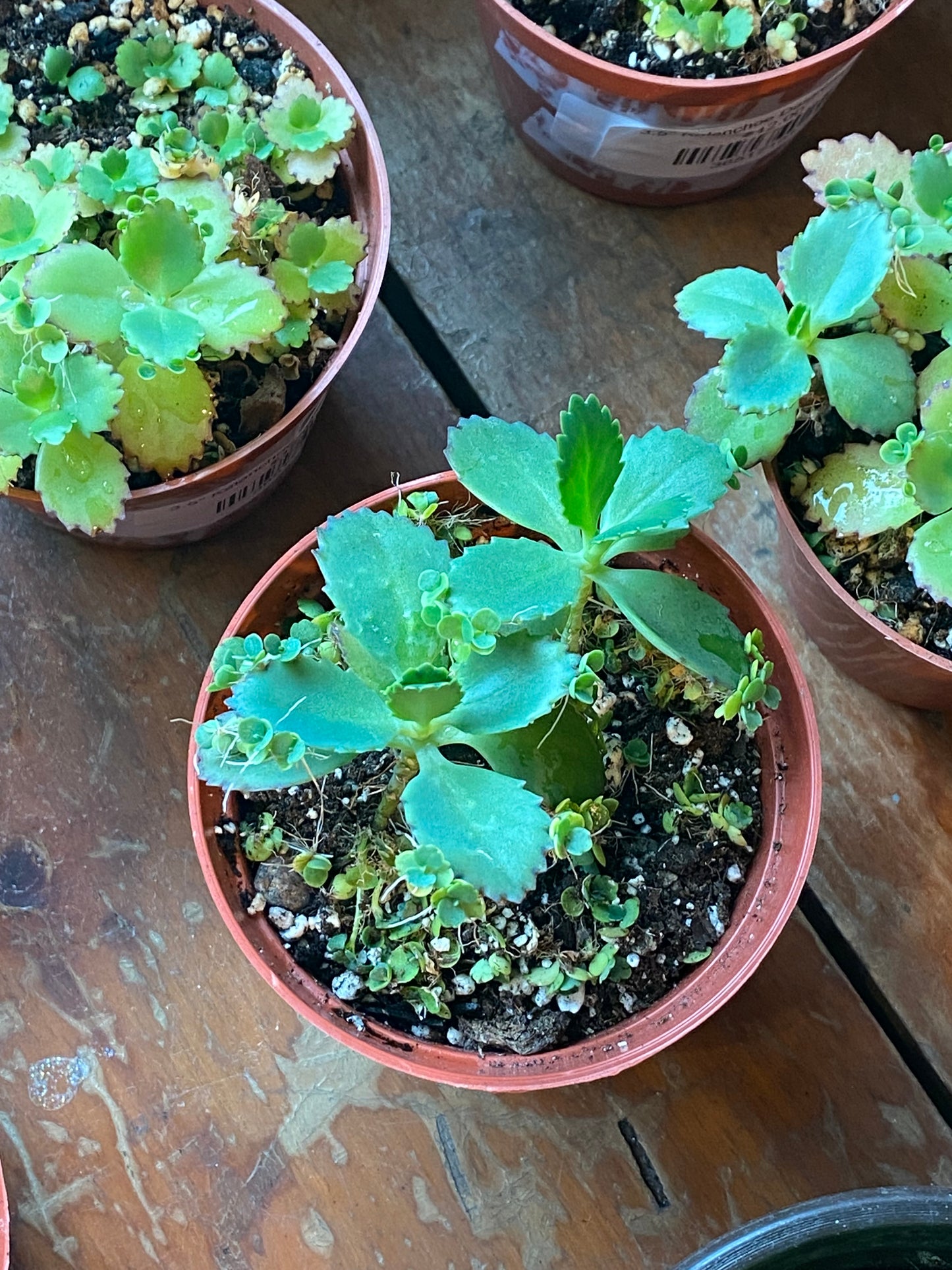 3.5" Kalanchoe Daigremontiana