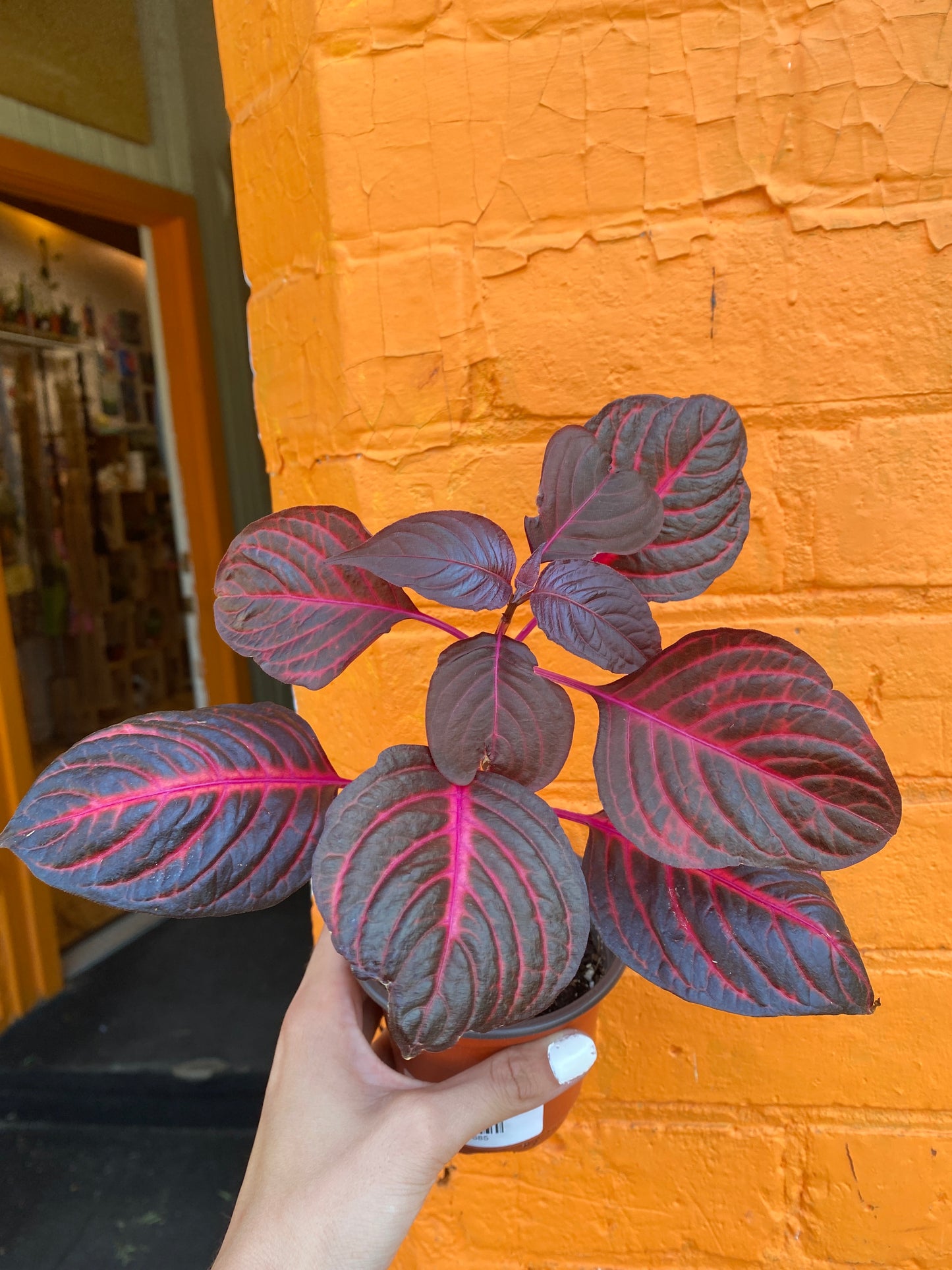 4" Blazin' Rose Iresine