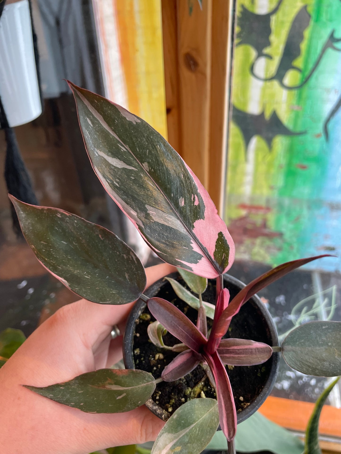 3.5" Philodendron Pink Princess