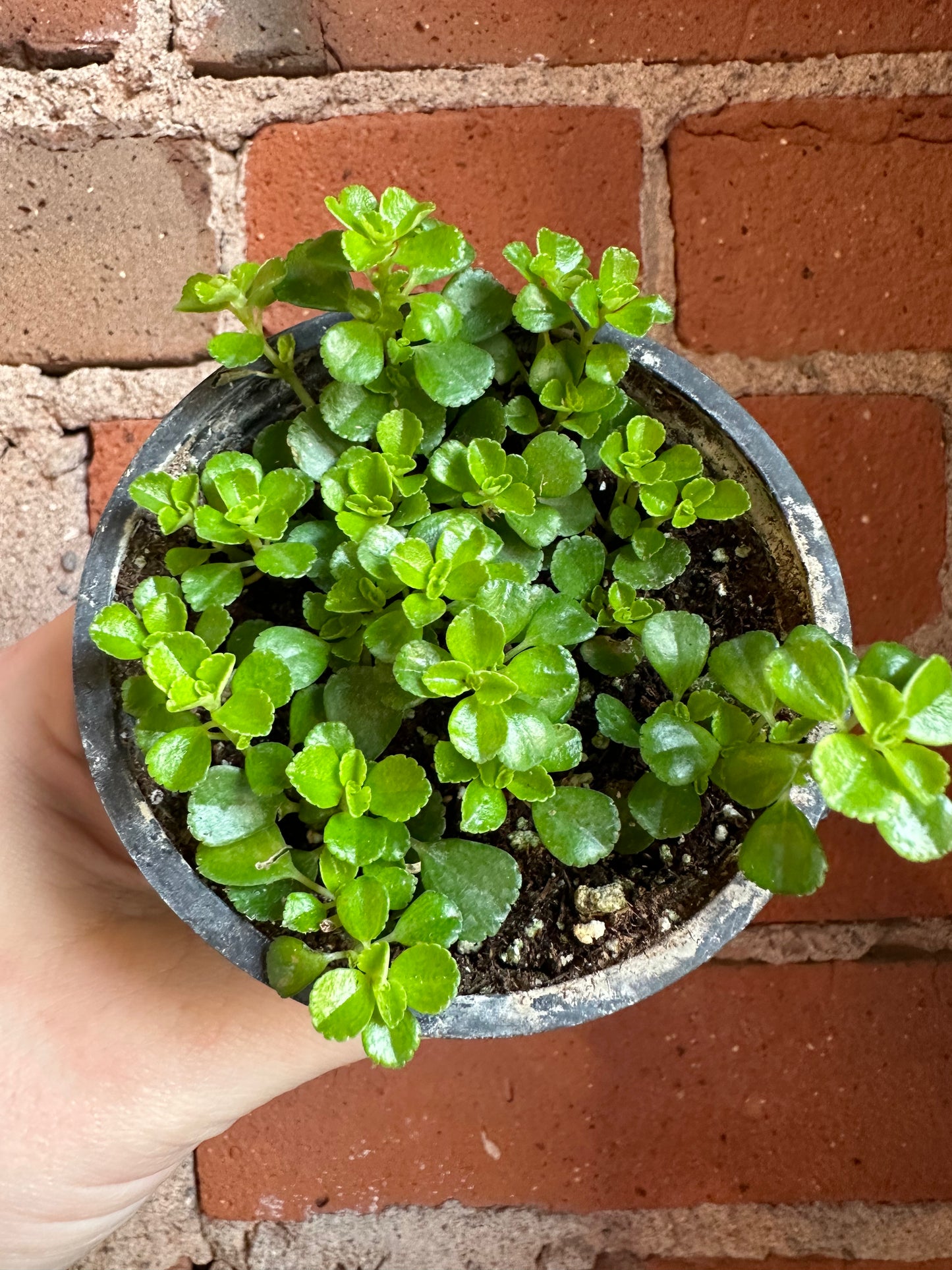 3.5" Pilea Depressa