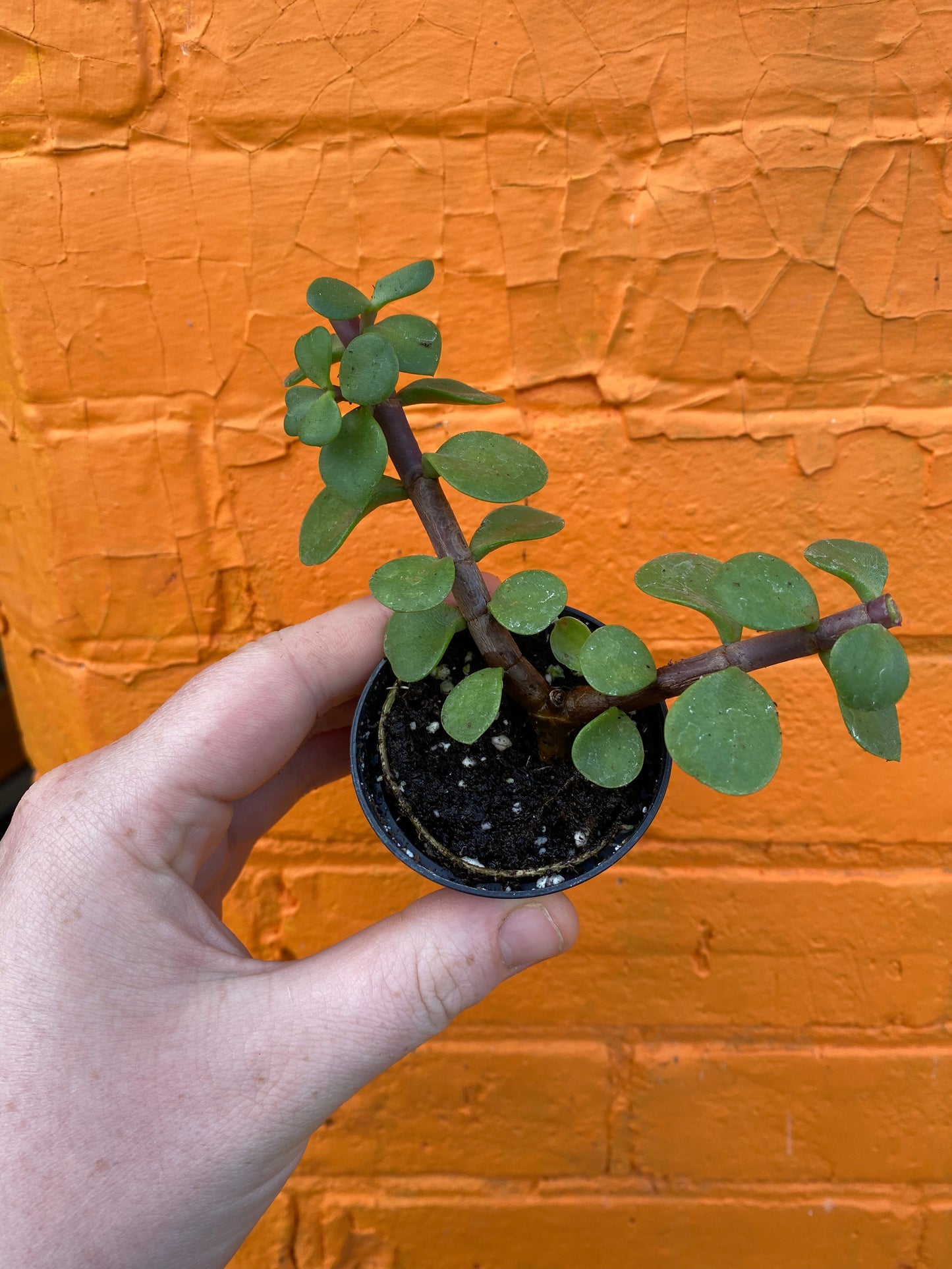2.5" Portulacaria afra | Elephant Bush