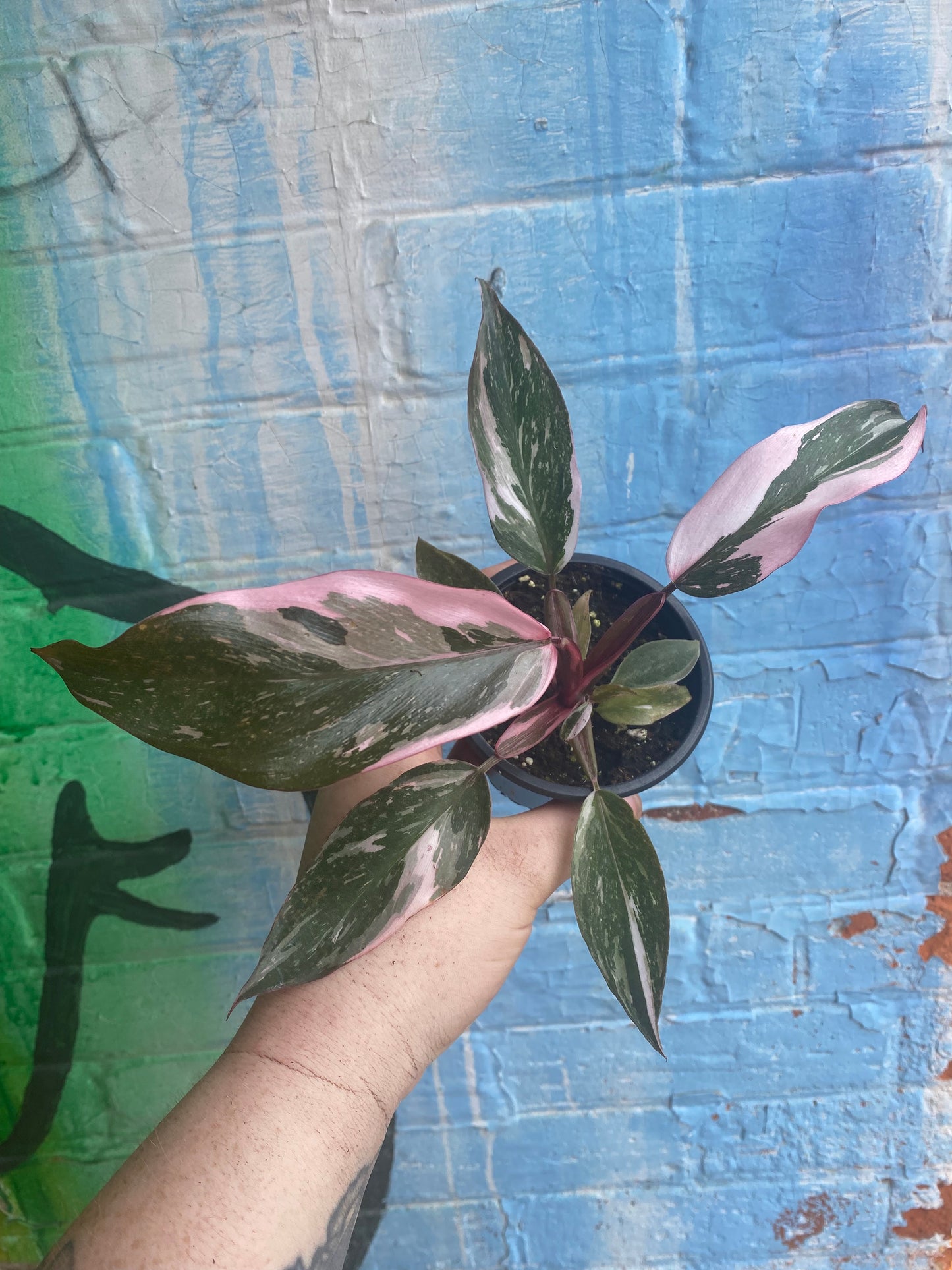 3.5" Philodendron Pink Princess