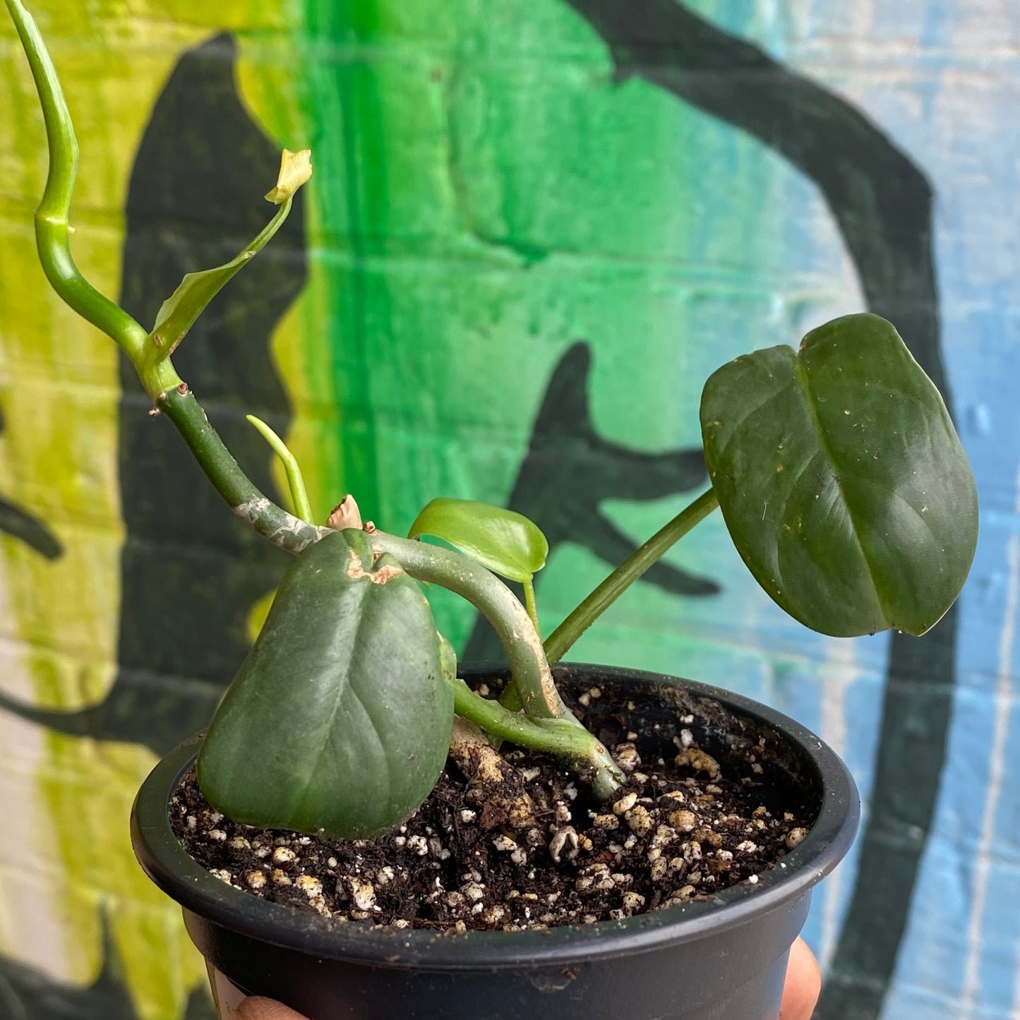 3.5" Philodendron Silver Sword (TAC)