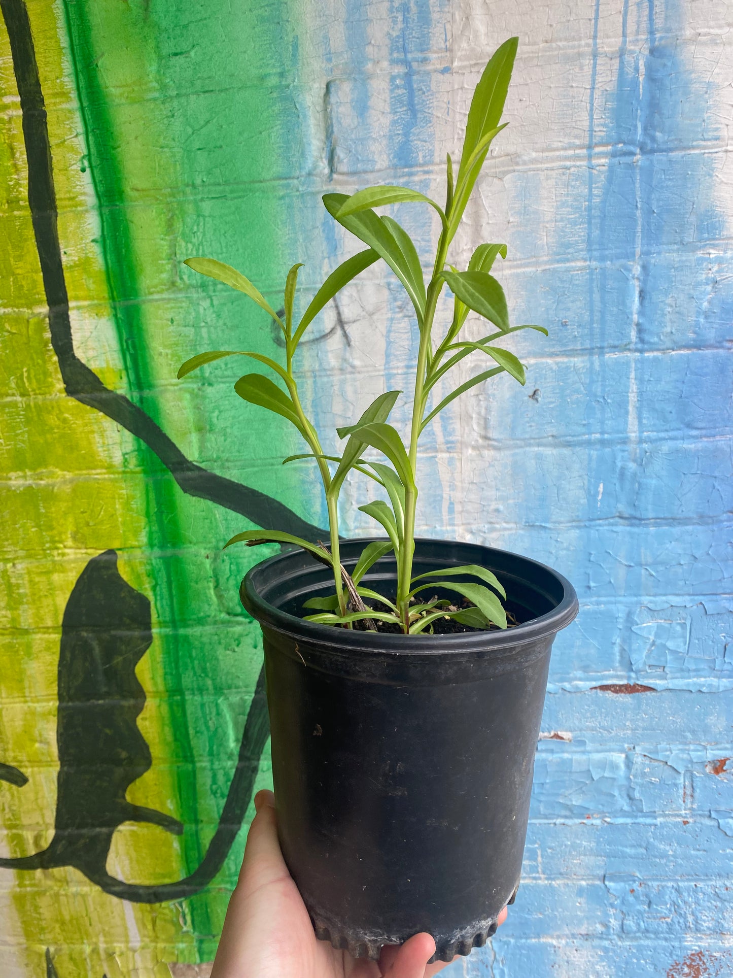 6.5" Sneezeweed | Helenium autumnale