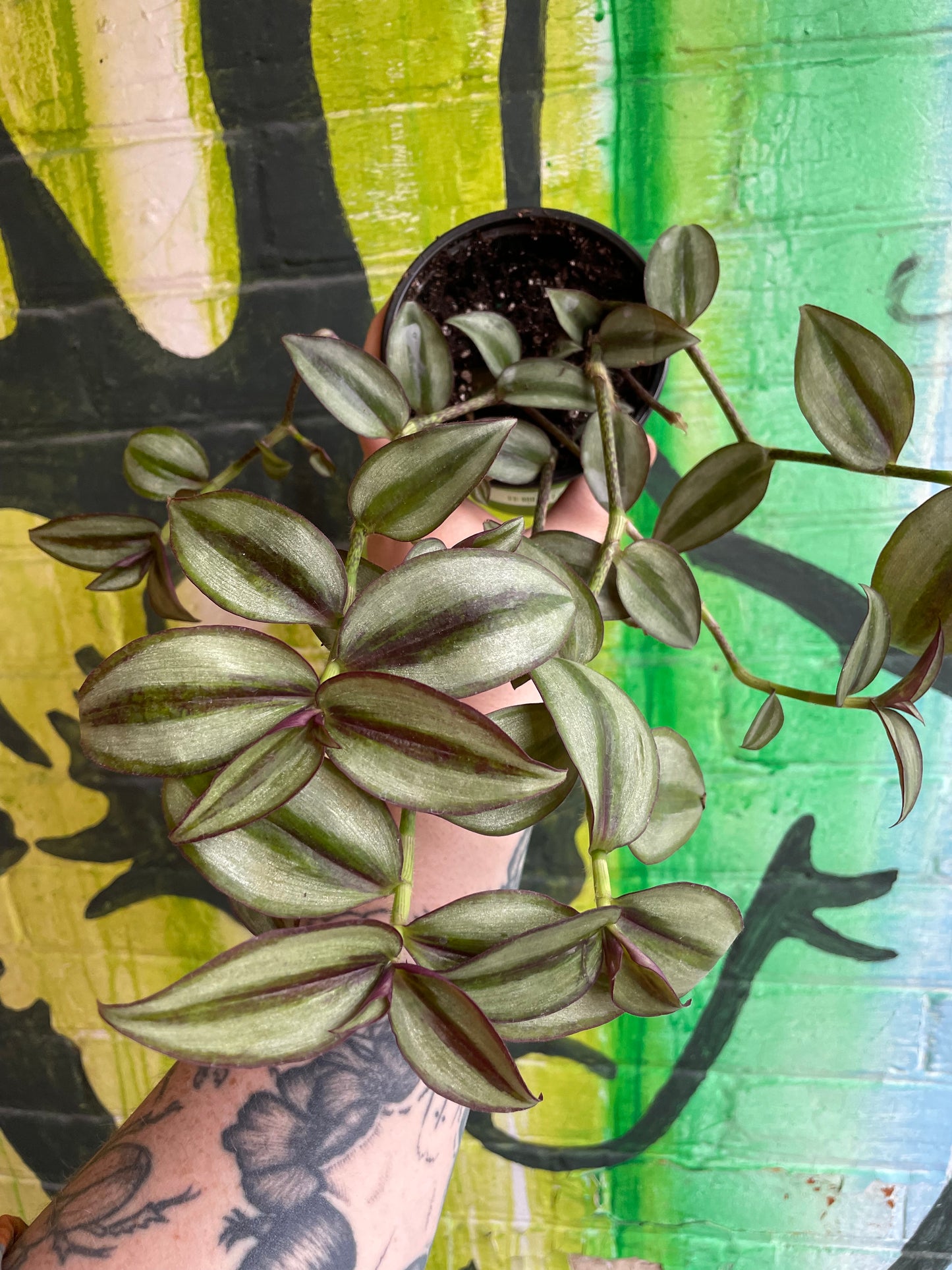 4" Tradescantia Zebrina Superba
