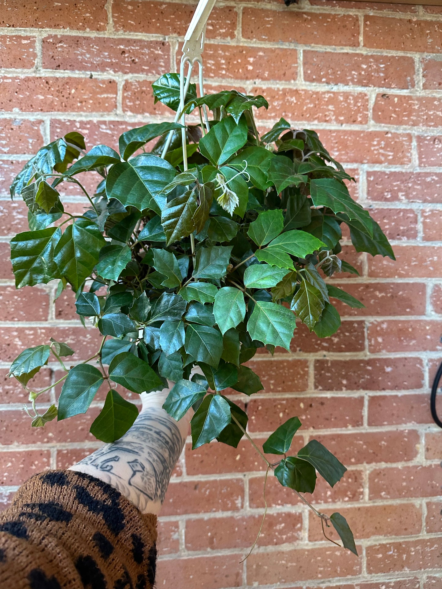 8" Grape Ivy Hanging Basket