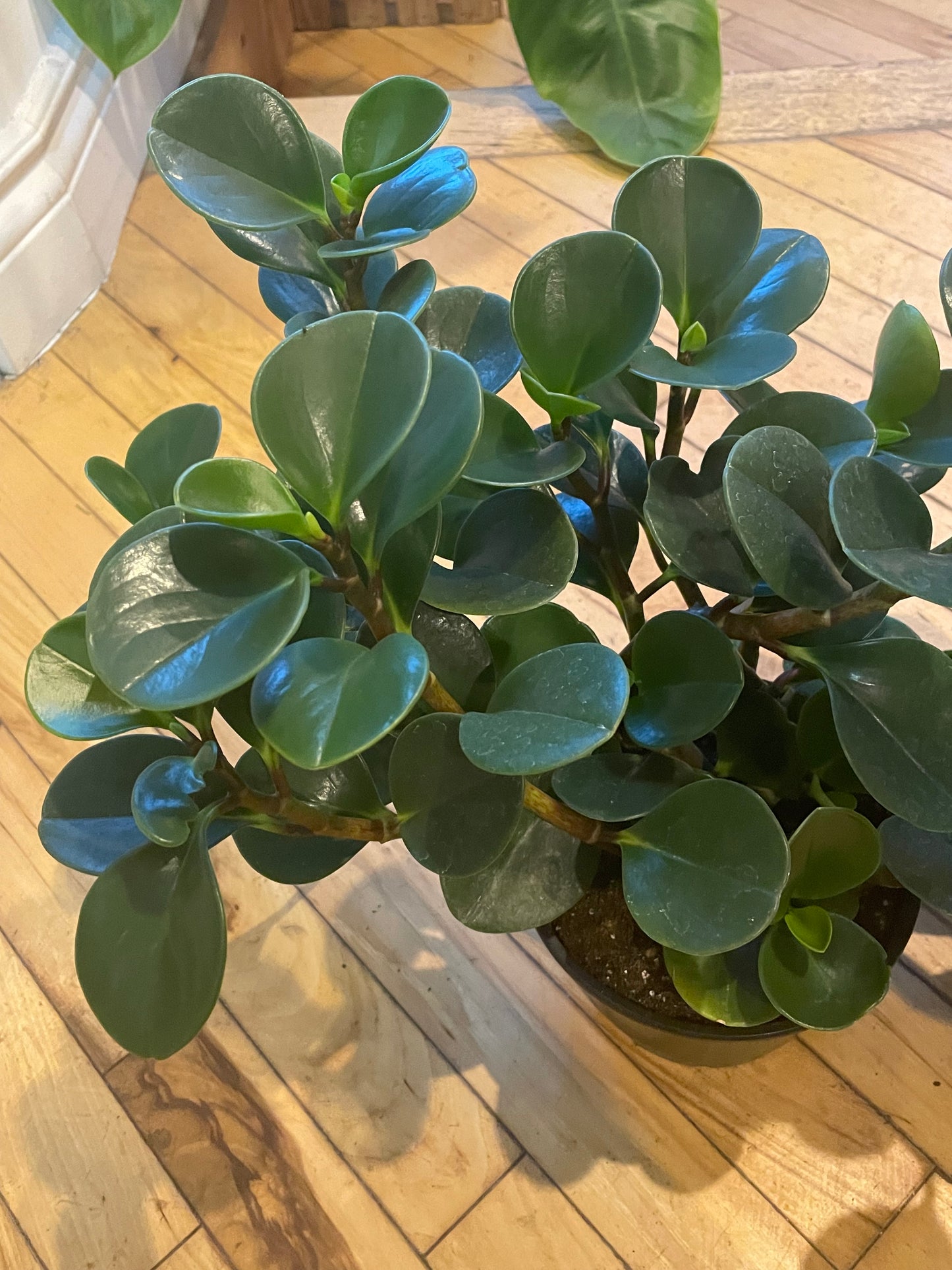 6" Peperomia Obtusifolia Green